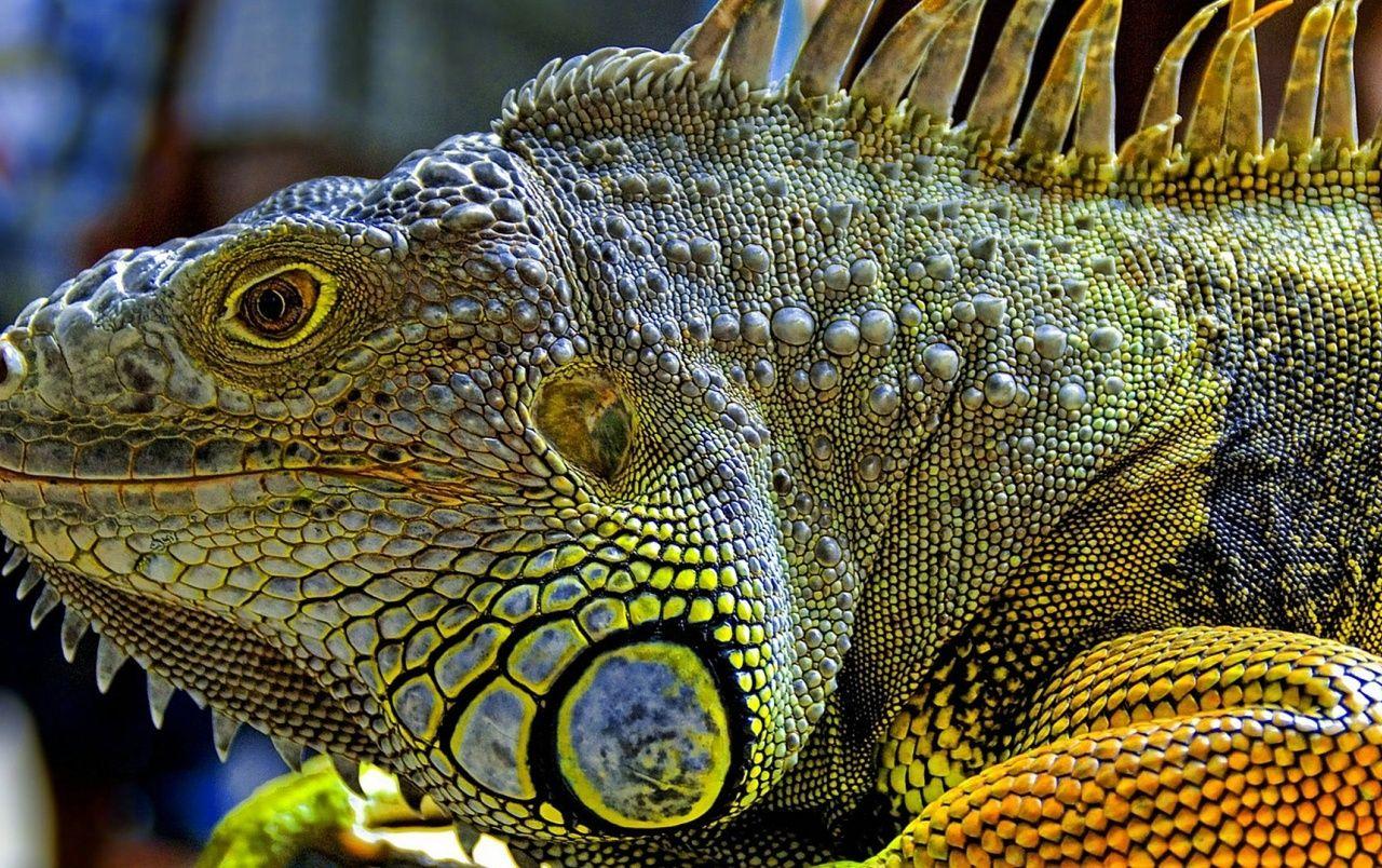 1280x804 Iguana wallpaper. Iguana