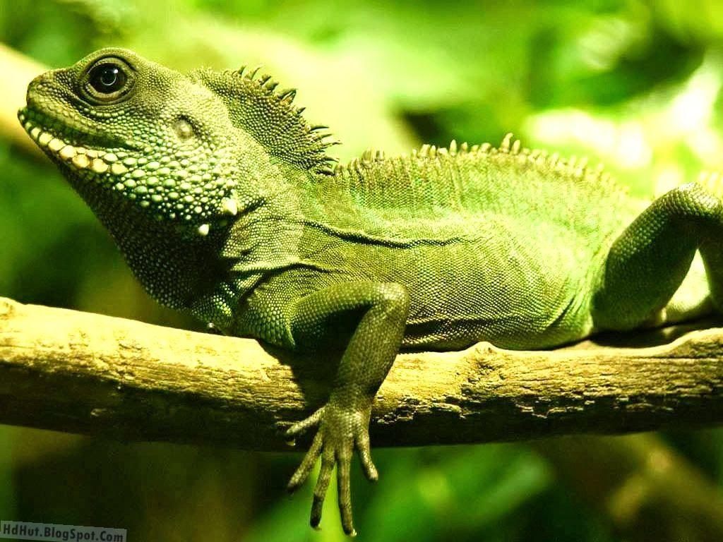 1024x768 Most Beautiful And Unseen Iguana Wallpaper In HD ( new )