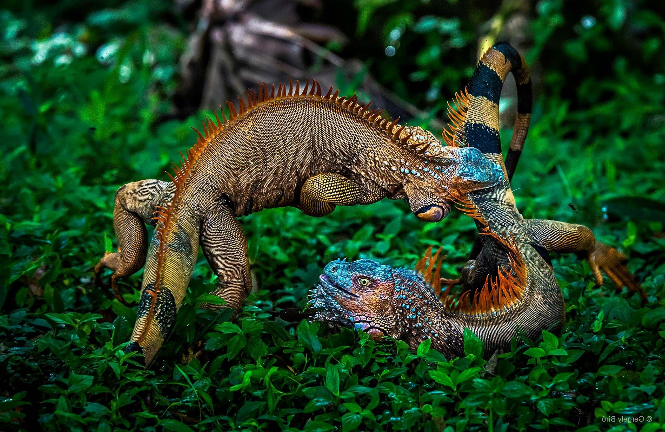 2560x1662 nature, Plants, Animals, Battle, Iguana, Costa Rica, Jungles, Photography, Rainforest, Leaves Wallpaper HD / Desktop and Mobile Background