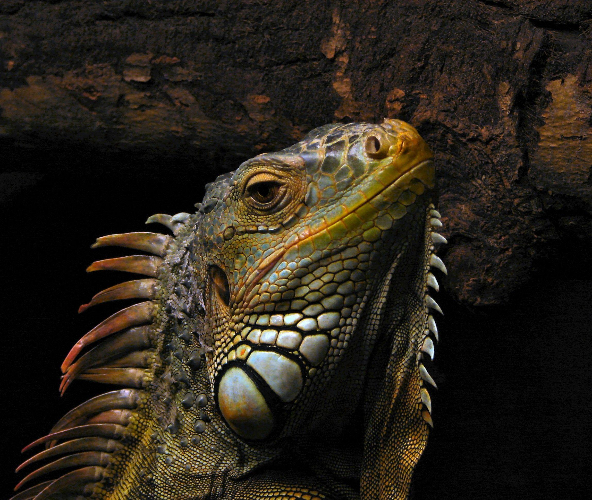 2298x1942 reptiles iguana 2298x1942 wallpaper High Quality Wallpaper