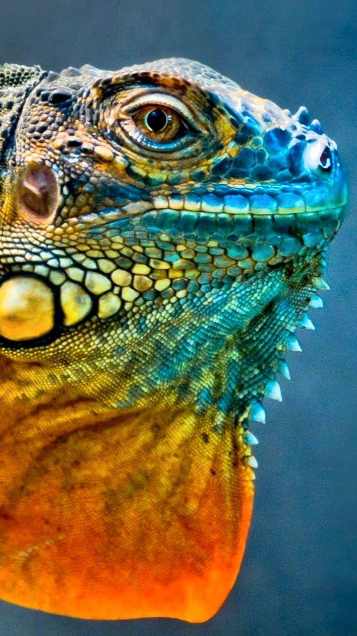 Iguana Wallpapers - Top Free Iguana Backgrounds - WallpaperAccess