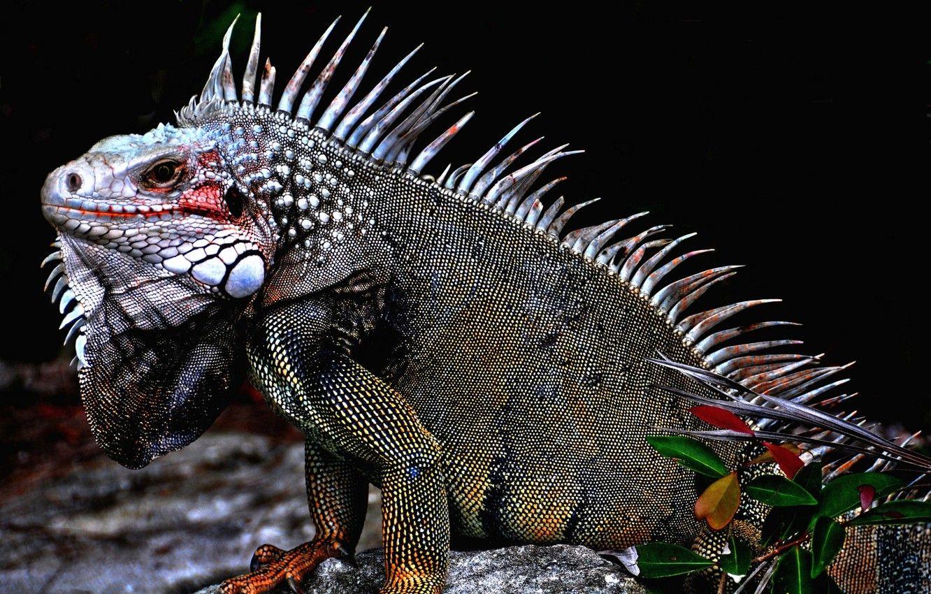 1332x850 Wallpaper COLORS, LIZARD, SCALES, IGUANA image for desktop