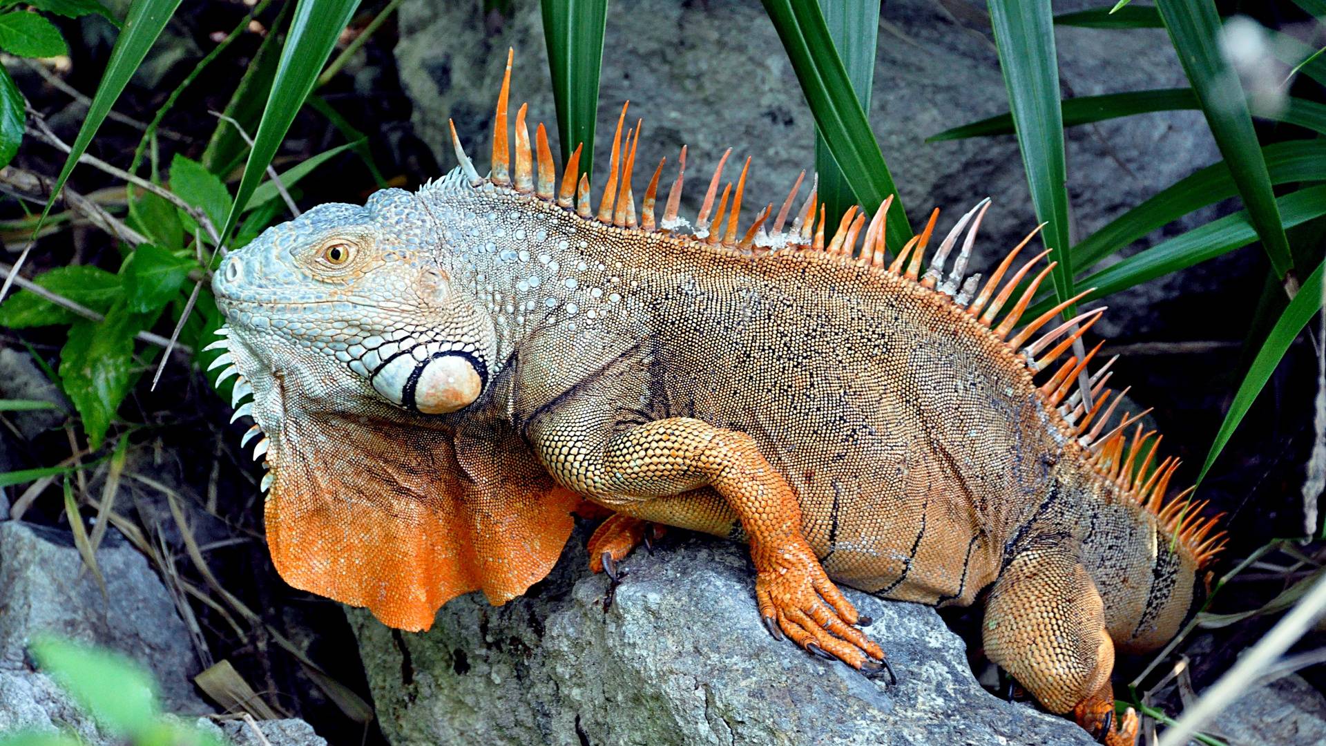1920x1080 Iguana Wallpaper 13 X 1080