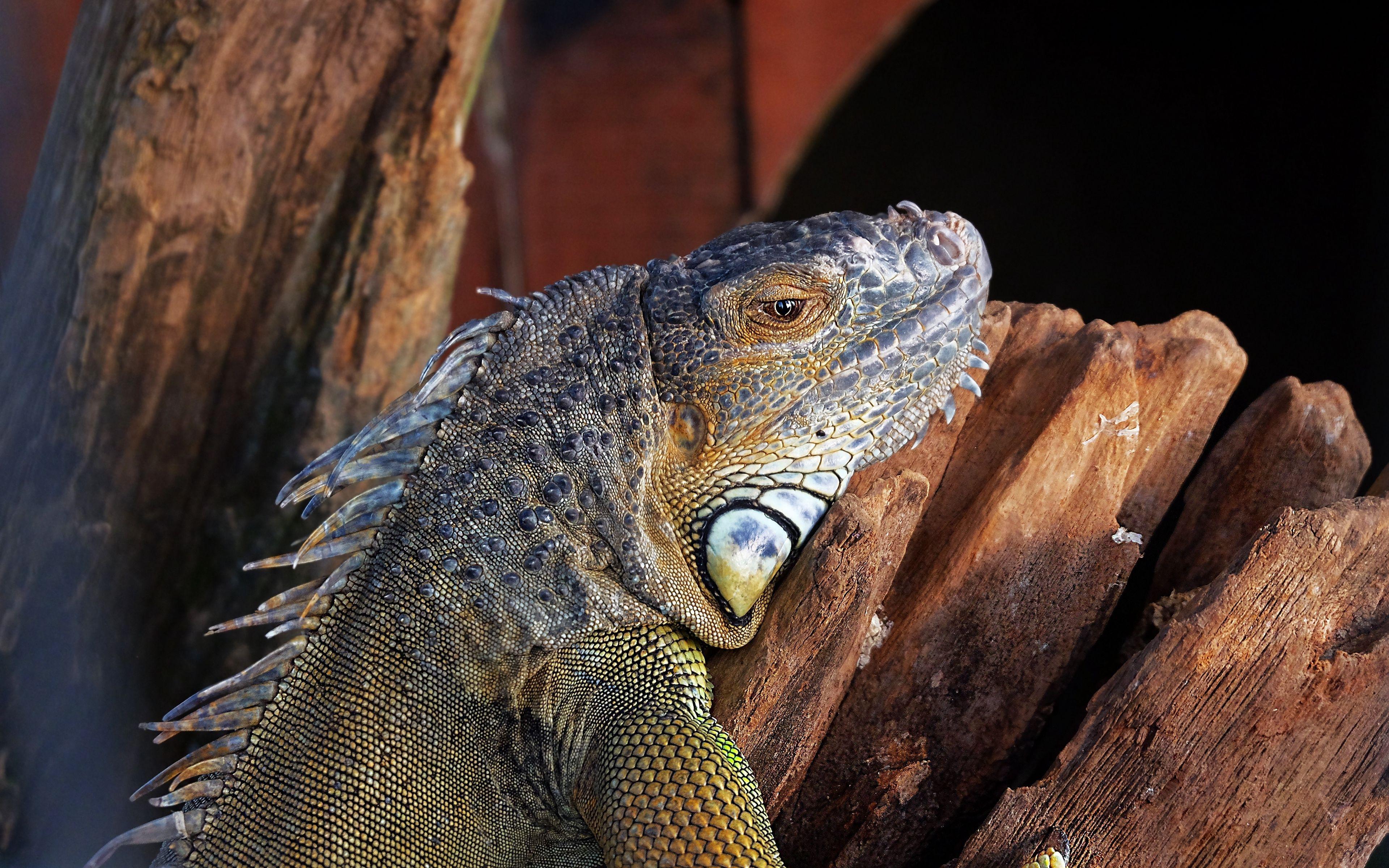 3840x2400 Download wallpaper 3840x2400 lizard, iguana, reptile, color