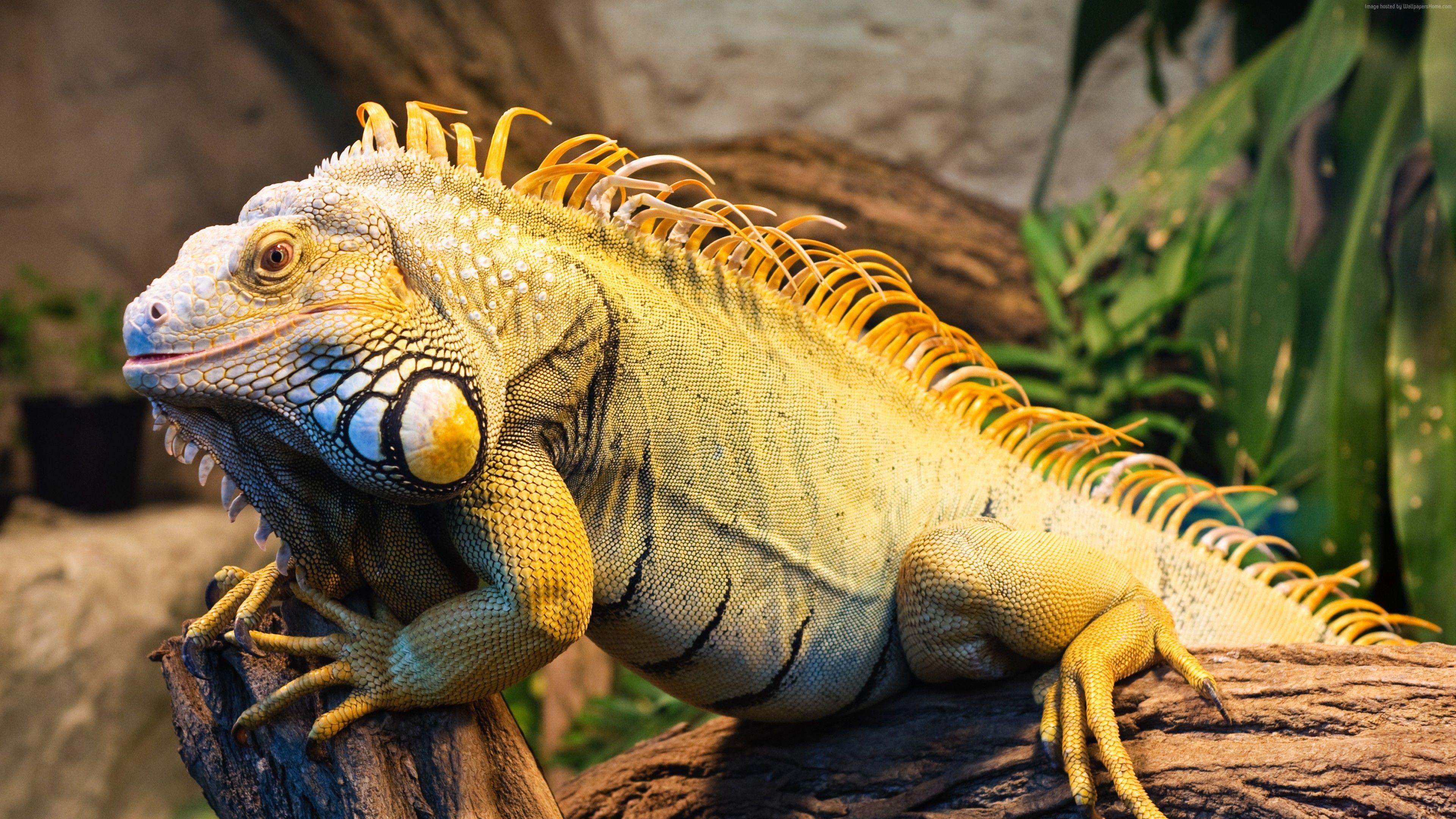 Iguana Wallpapers - Top Free Iguana Backgrounds - WallpaperAccess