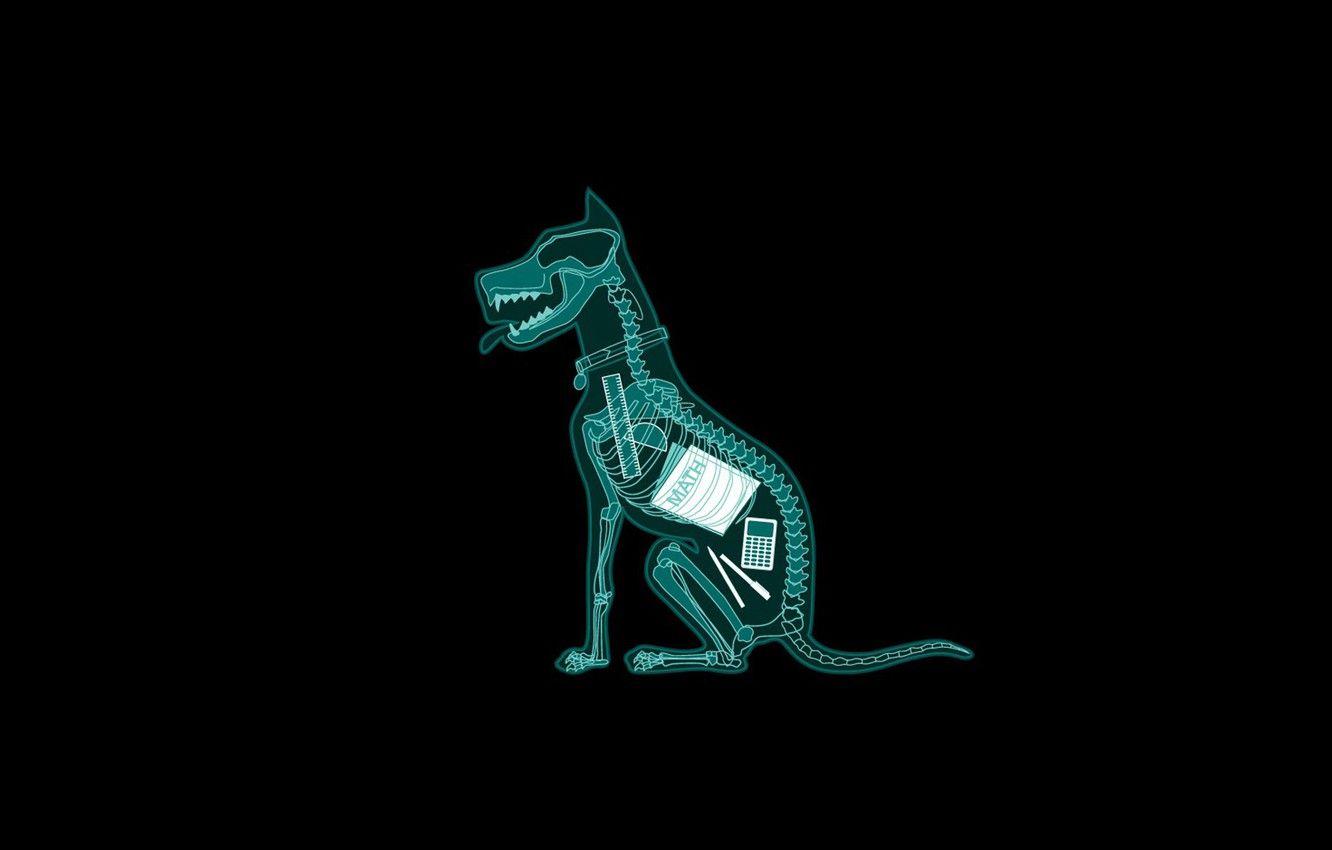 1332x850 Wallpaper Dog, background, fun, funny, pencil, black