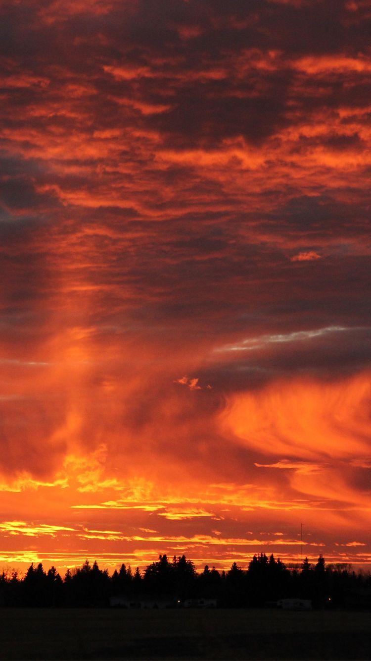 750x1334 wallpaper #wallpaper #forest #tree #trees #sunset #sun