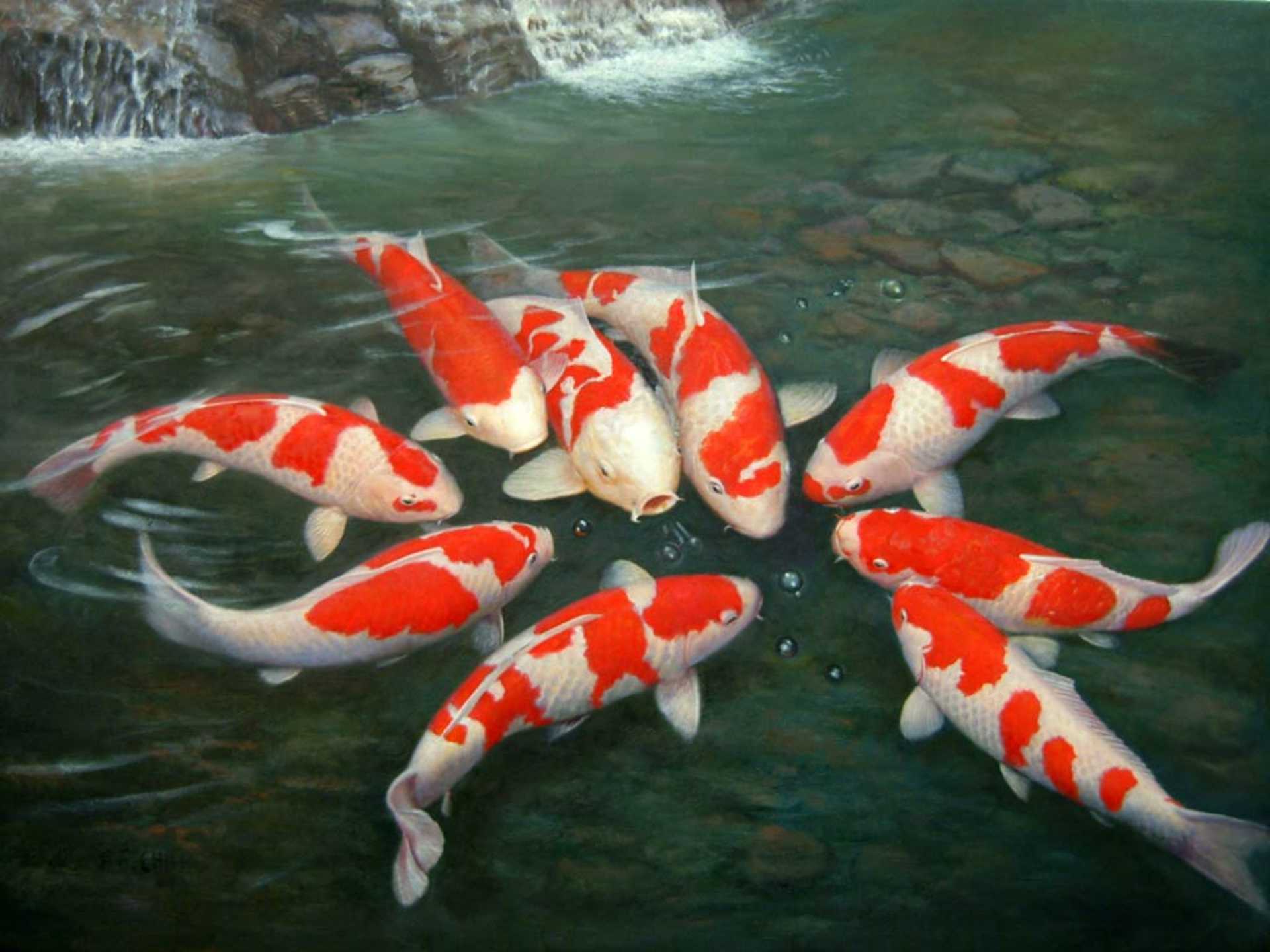 1920x1440 Koi Fish HD Desktop Wallpaper Background Pics Of The Gallery