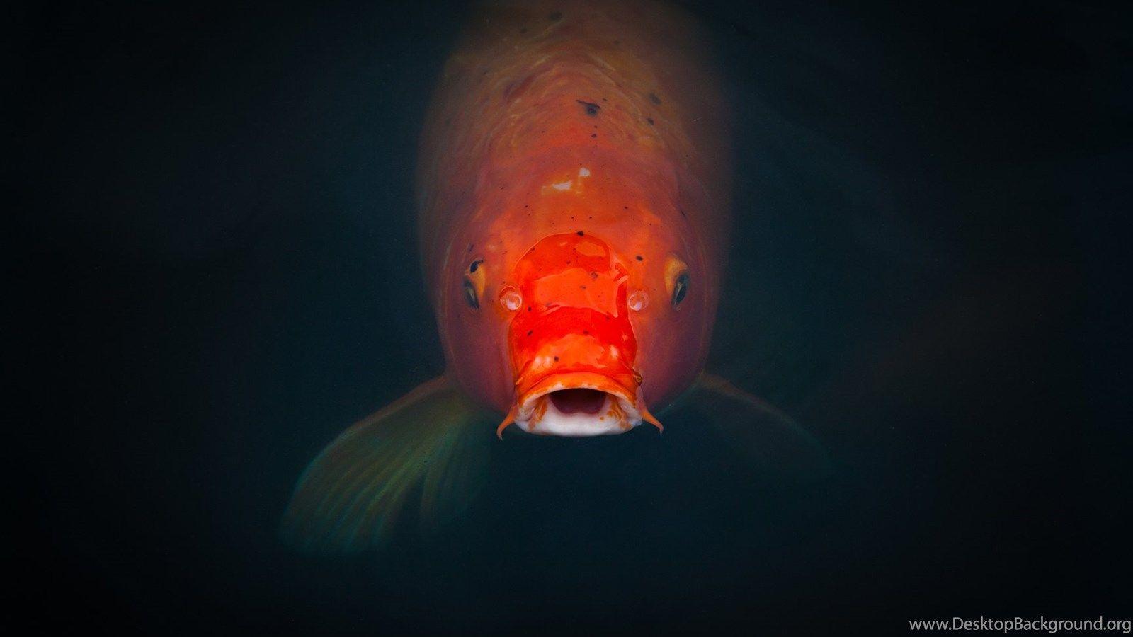 1600x900 Koi Fish Pond HD Desktop Background