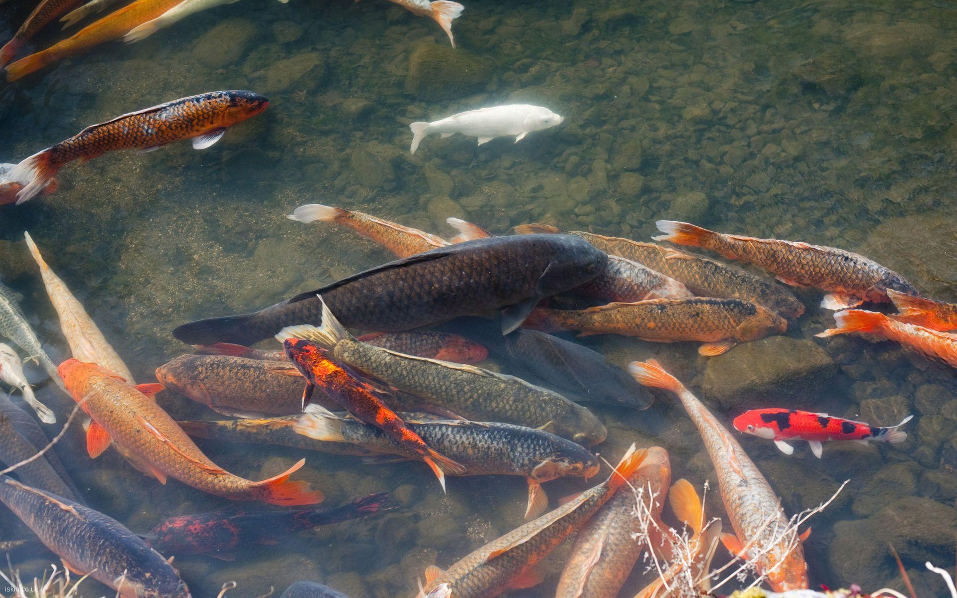1920x1200 koi pond Desktop Wallpaper. iskin.co.uk