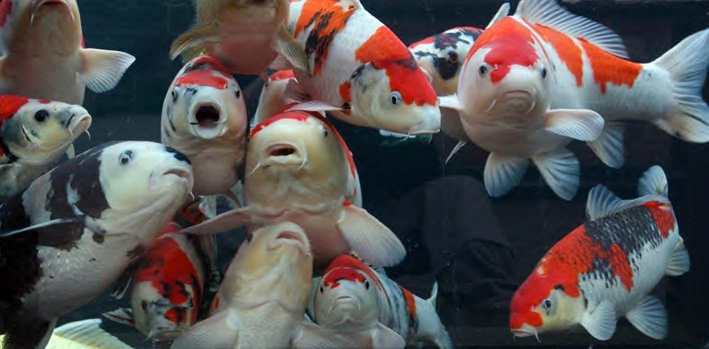 1417x698 Fish: Feeding Pond Fish Frenzy Koi Wallpaper Aquarium 3D HD 16:9