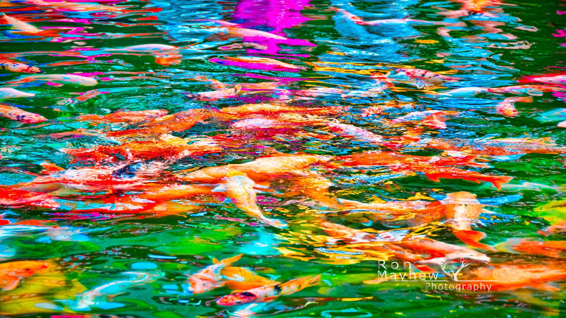 1920x1080 Free Background Wallpaper Bali Koi, Bali, Indonesia. Ron Mayhew