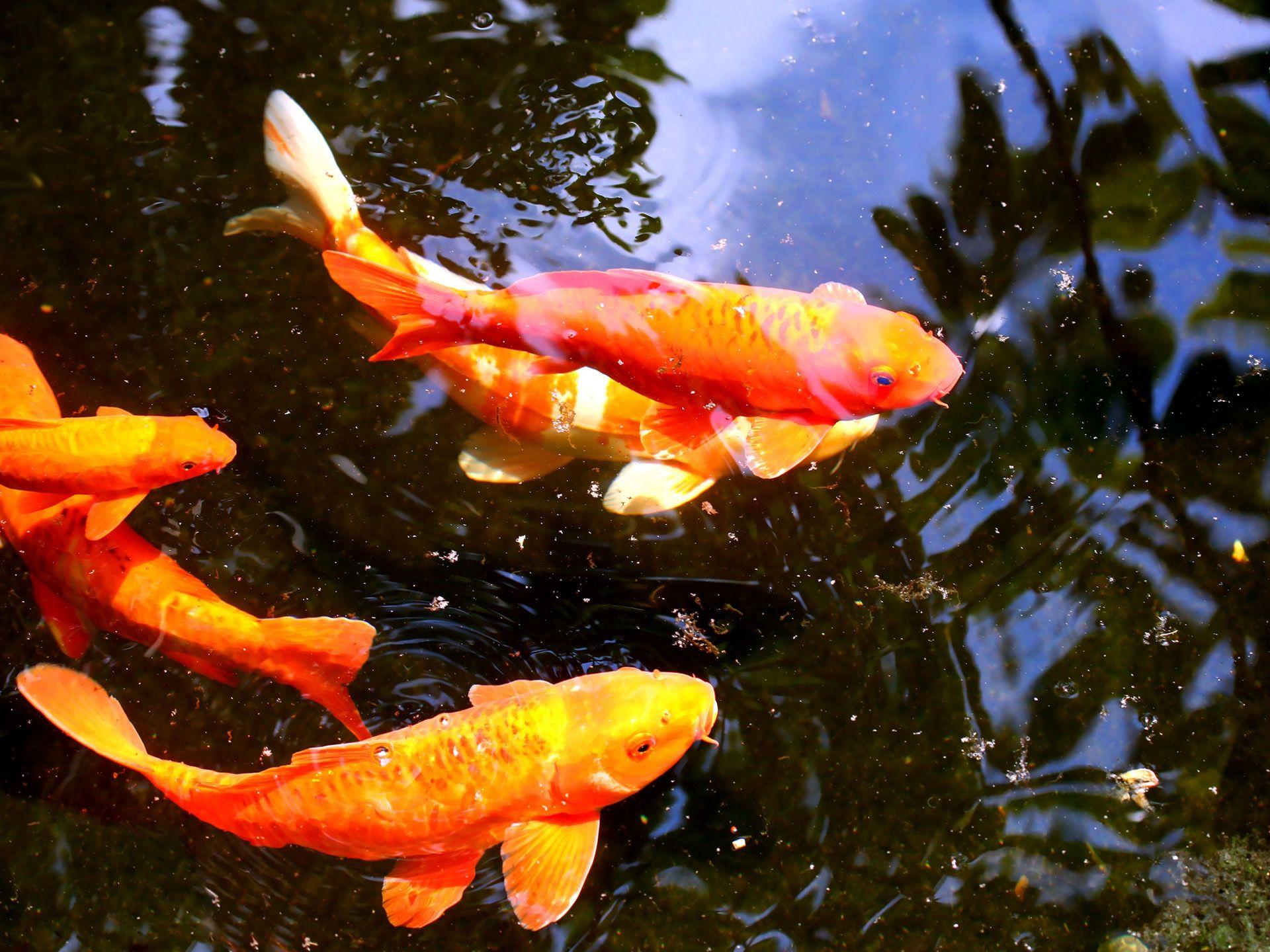 1920x1440 Wallpaper Koi Fish