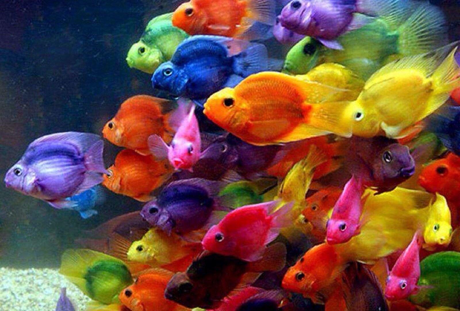 1600x1080 water desktop fish wallpaper download fishes sea sealife water fish
