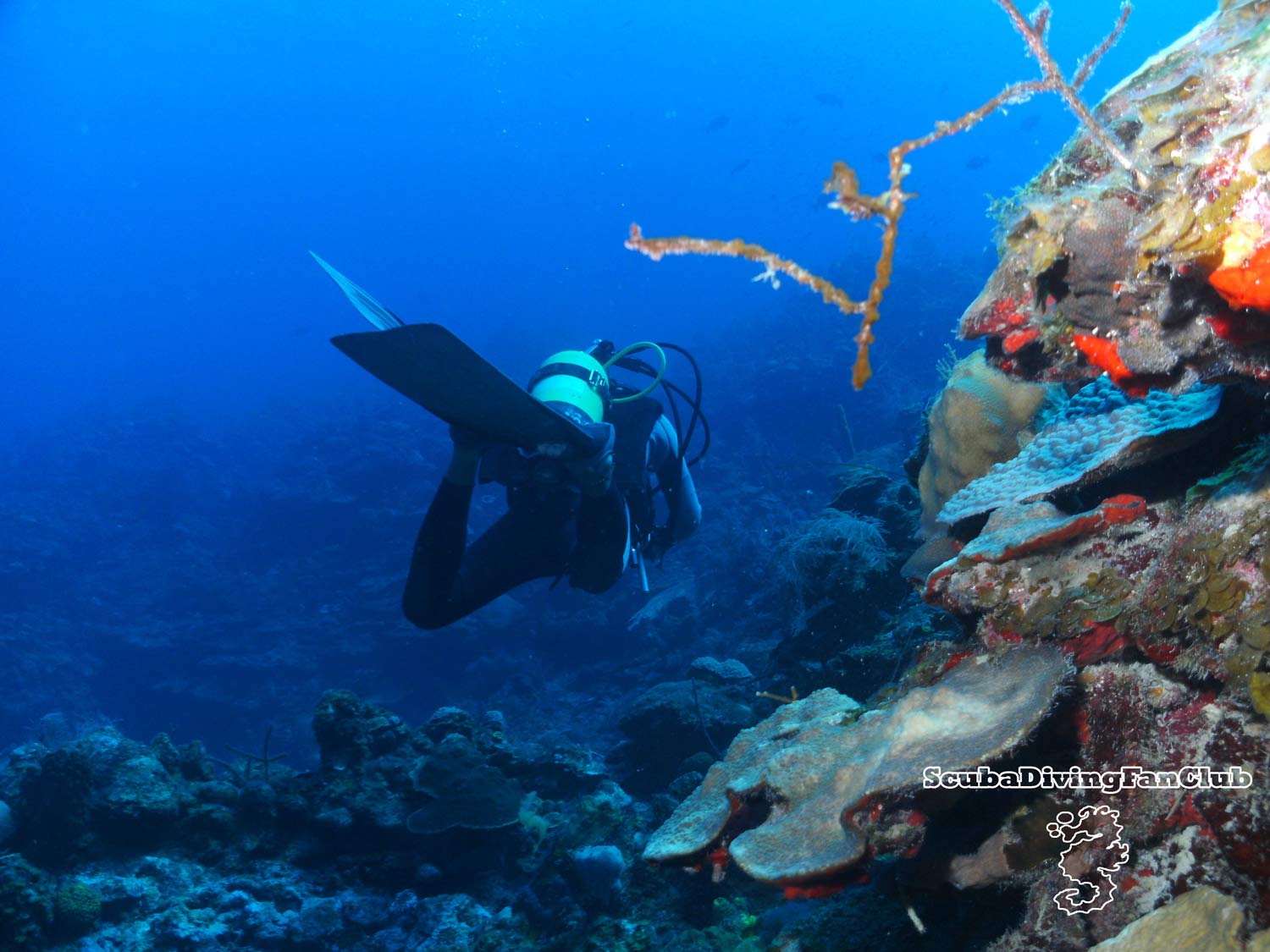 1500x1125 Scuba Diving Wallpaper