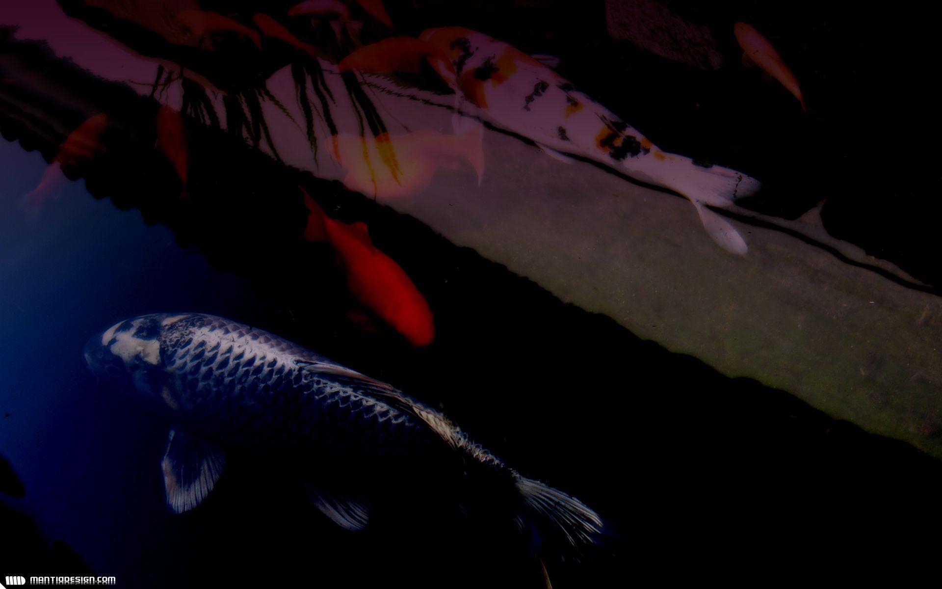 1920x1200 wallpaper: koi wallpaper