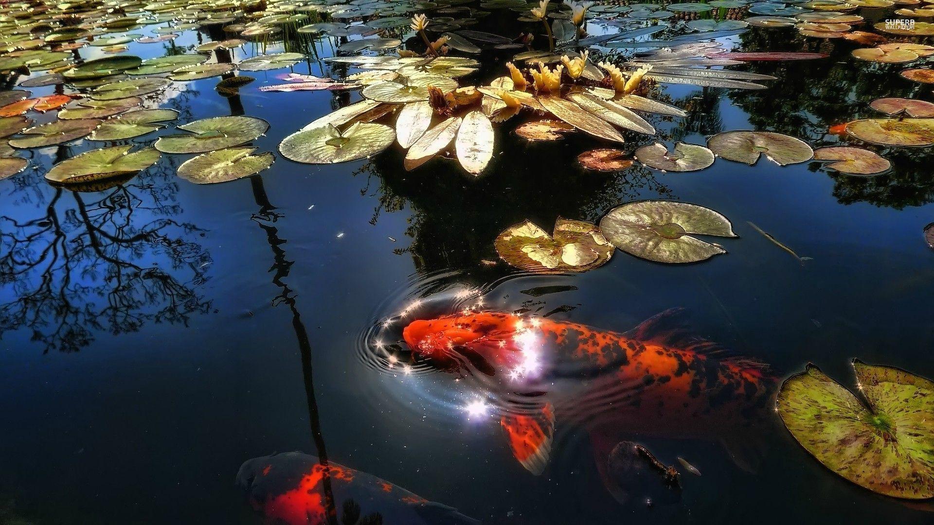1920x1080 Koi Fish Wallpaper Wallpaper. Wallpaper For Desktop
