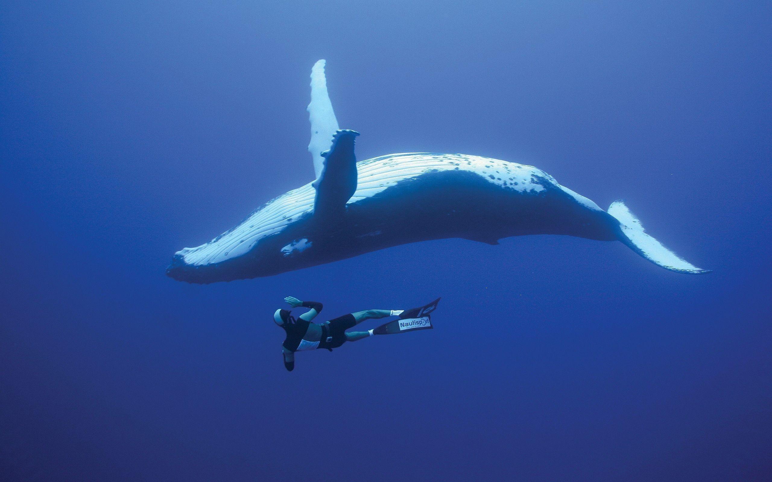 2560x1600 Scuba Diving Wallpaper