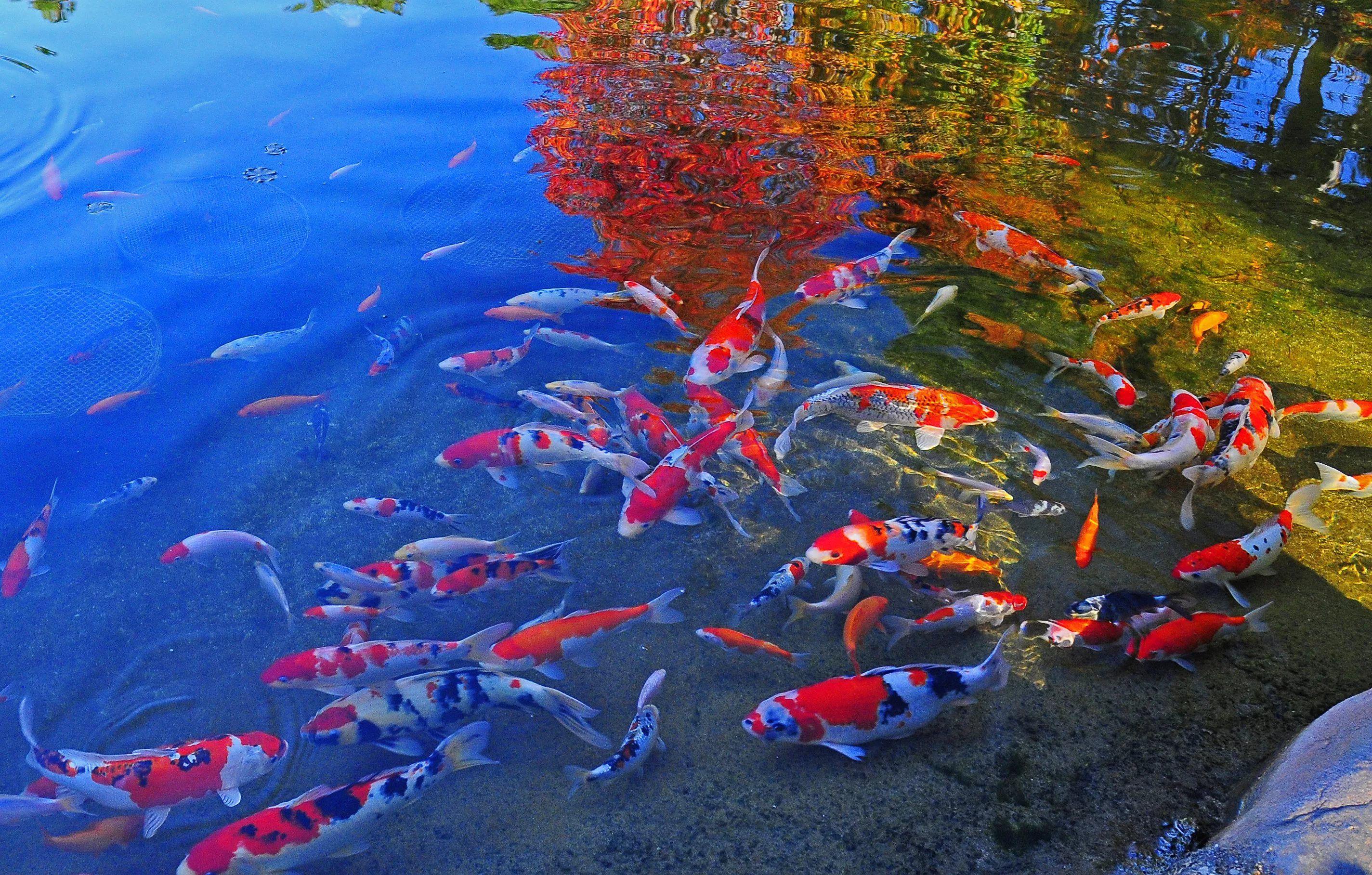2849x1817 Koi HD Wallpaper free
