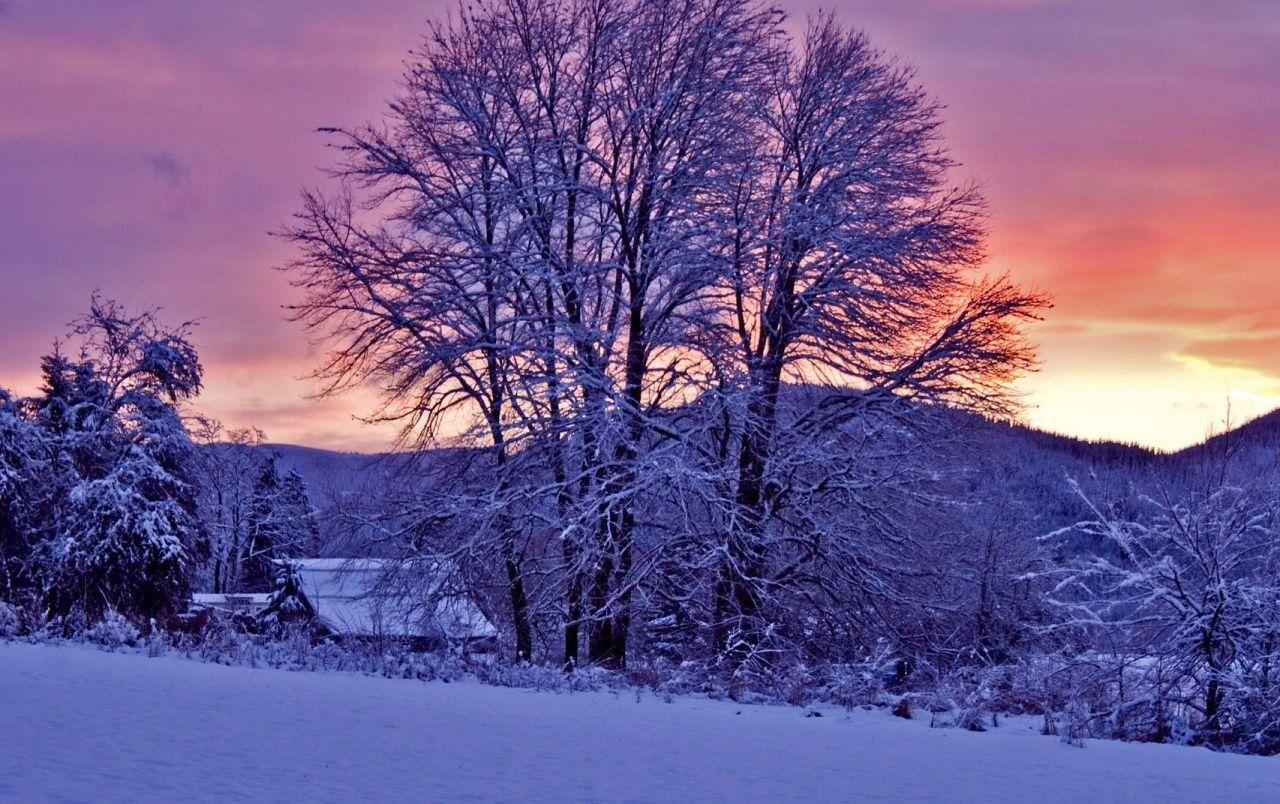 1280x804 Sunset & Trees Winter wallpaper. Sunset & Trees Winter