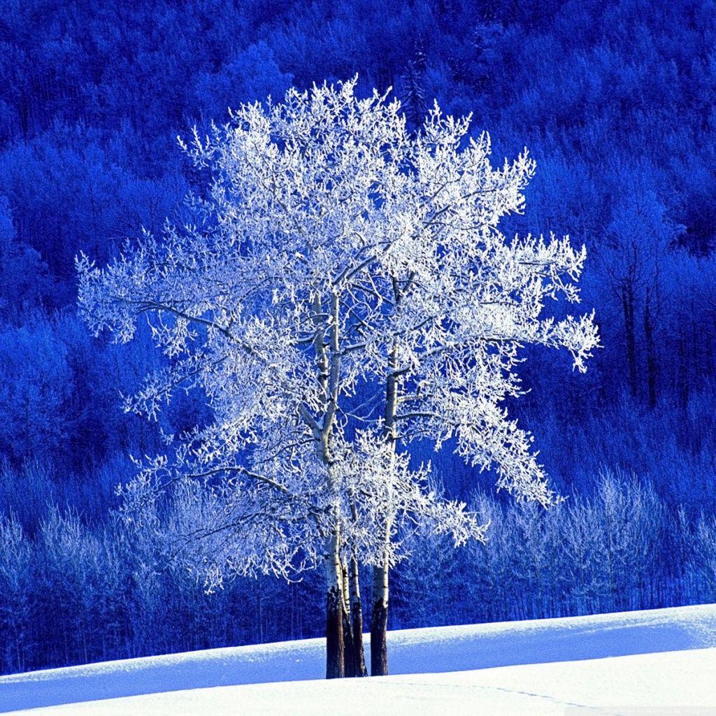 1024x1024 Winter, British Columbia, Canada ❤ 4K HD Desktop Wallpaper
