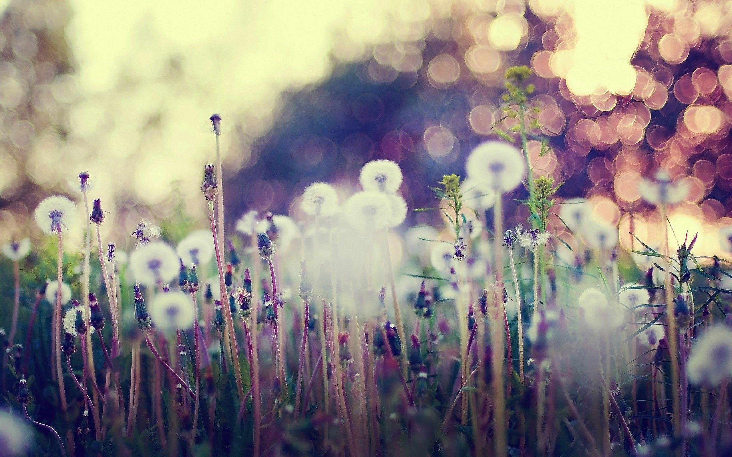 2560x1600 Vintage Nature Wallpaper