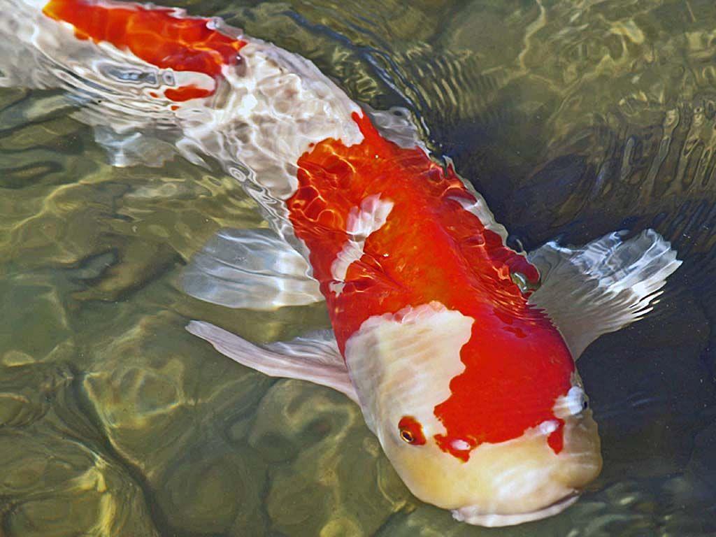 1024x768 HD Koi Fish Wallpaper