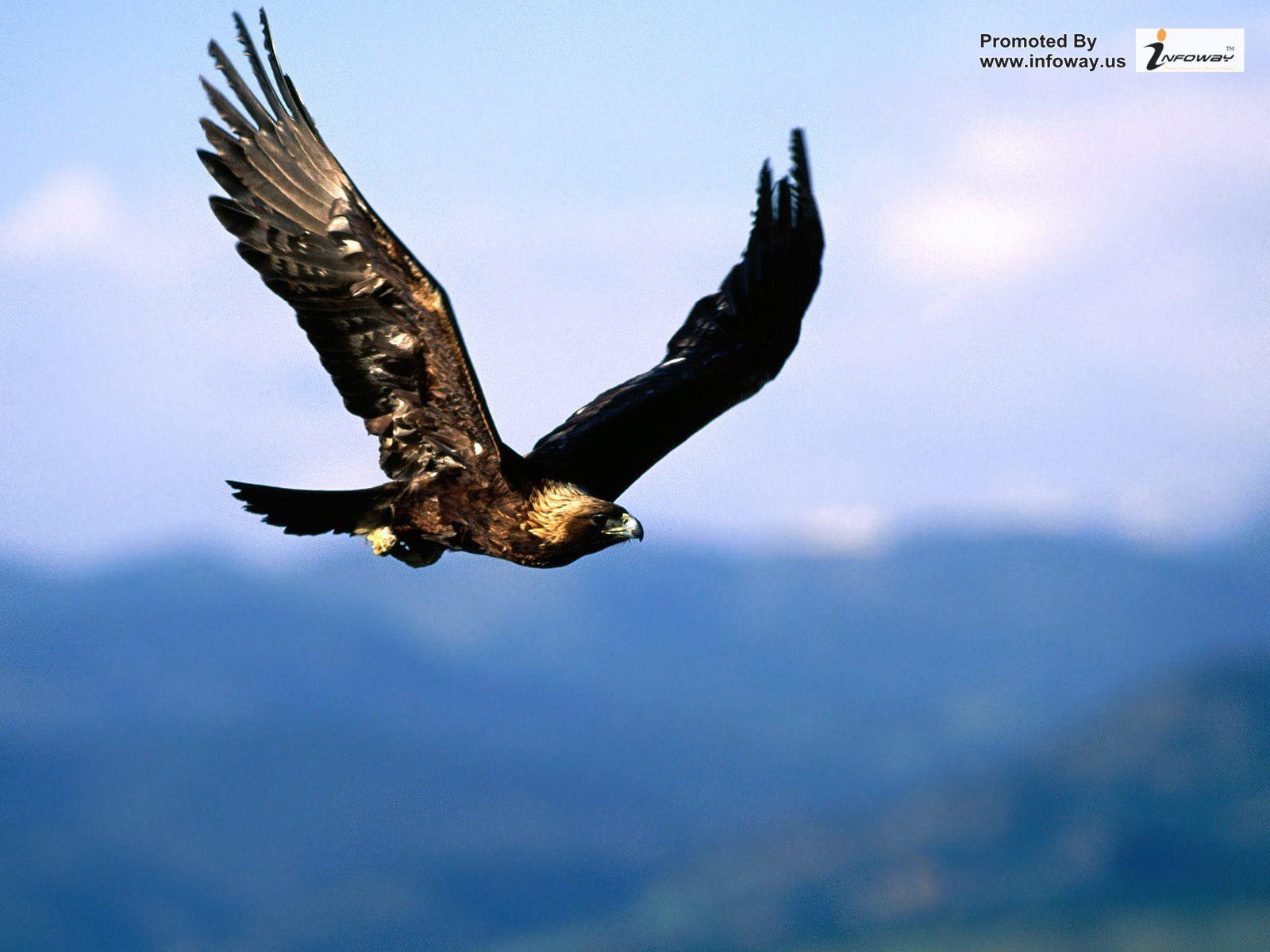 1600x1200 wallpaper HD wallpaper eagle picture .com
