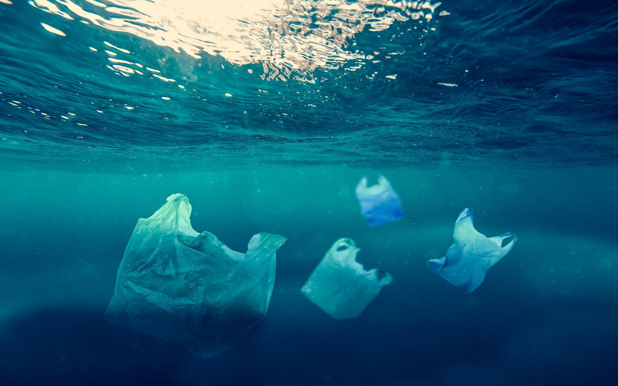2560x1600 Celebrating World Ocean Day. News
