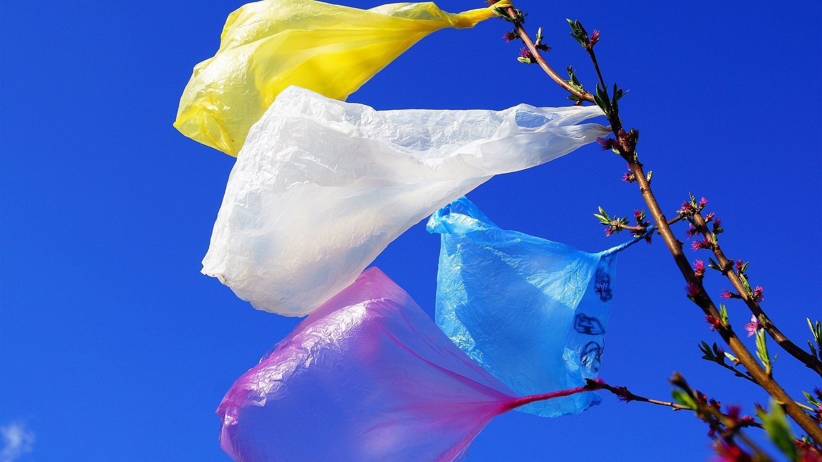 1600x900 Plastic Bags: Where They Come From