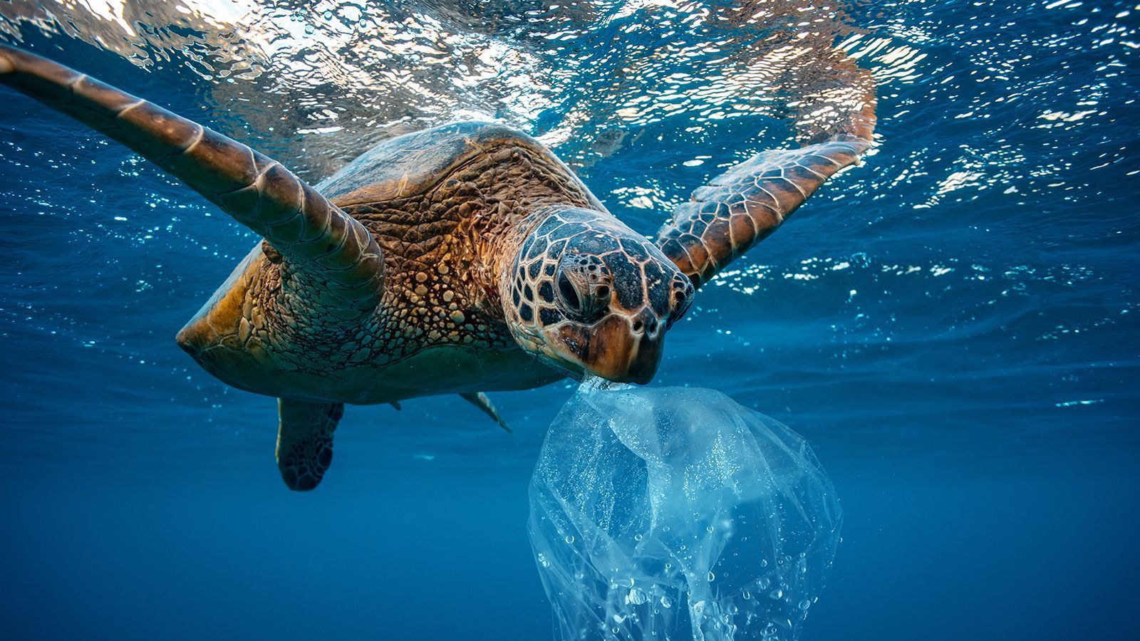 1600x900 Donate today to help save sea turtles