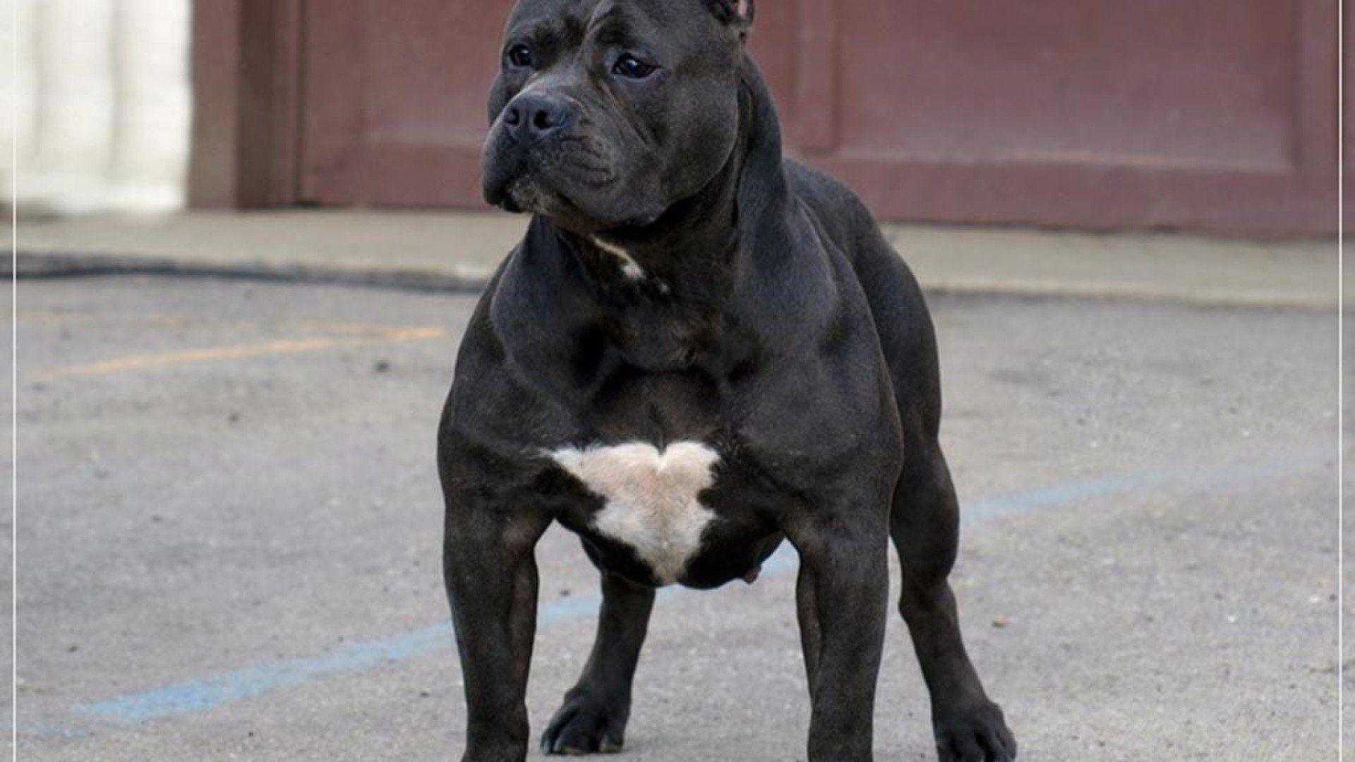 1920x1080 Blue Pitbull Wallpaper Pc Wallpaper Hd, HD