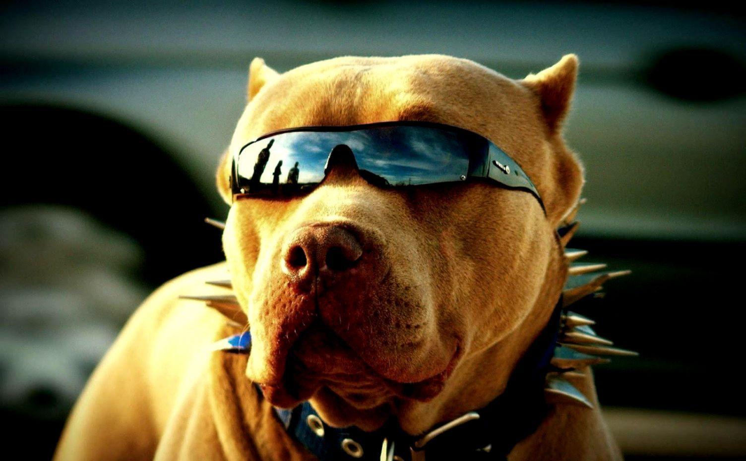 1504x930 Pitbull Dog Wallpaper