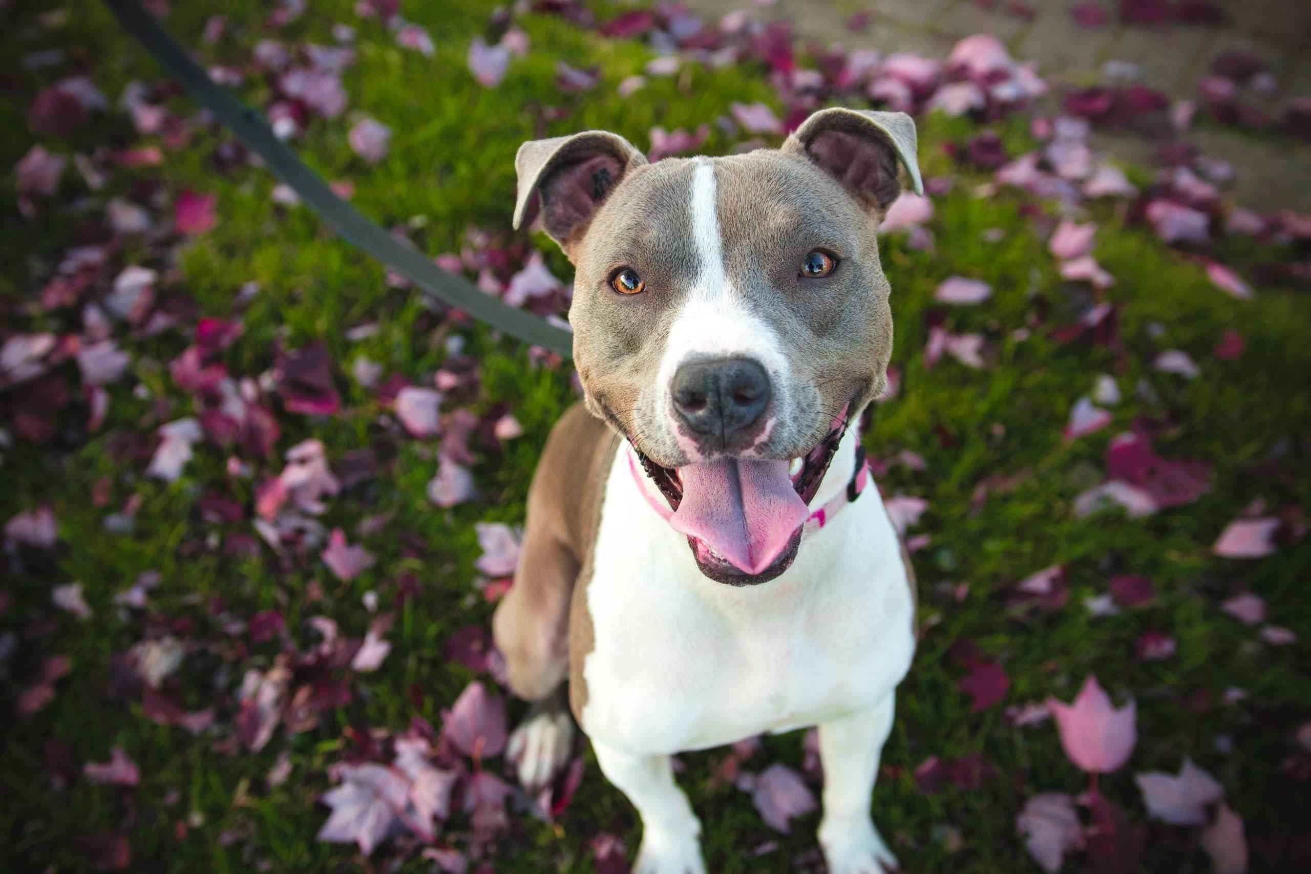 2560x1707 Pitbull Dog Wallpaper