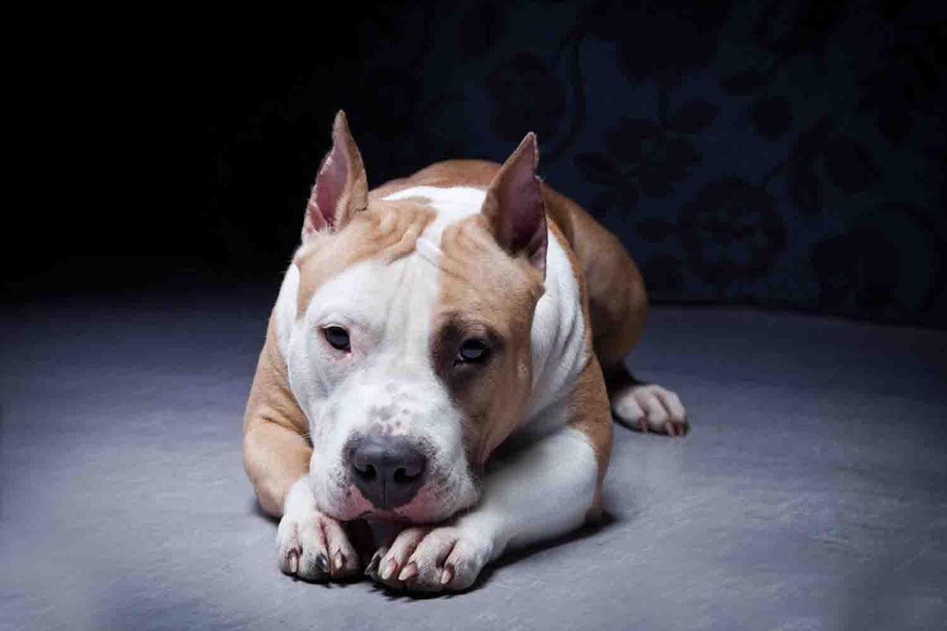 1350x900 Pit Bull Wallpaper 16 X 900