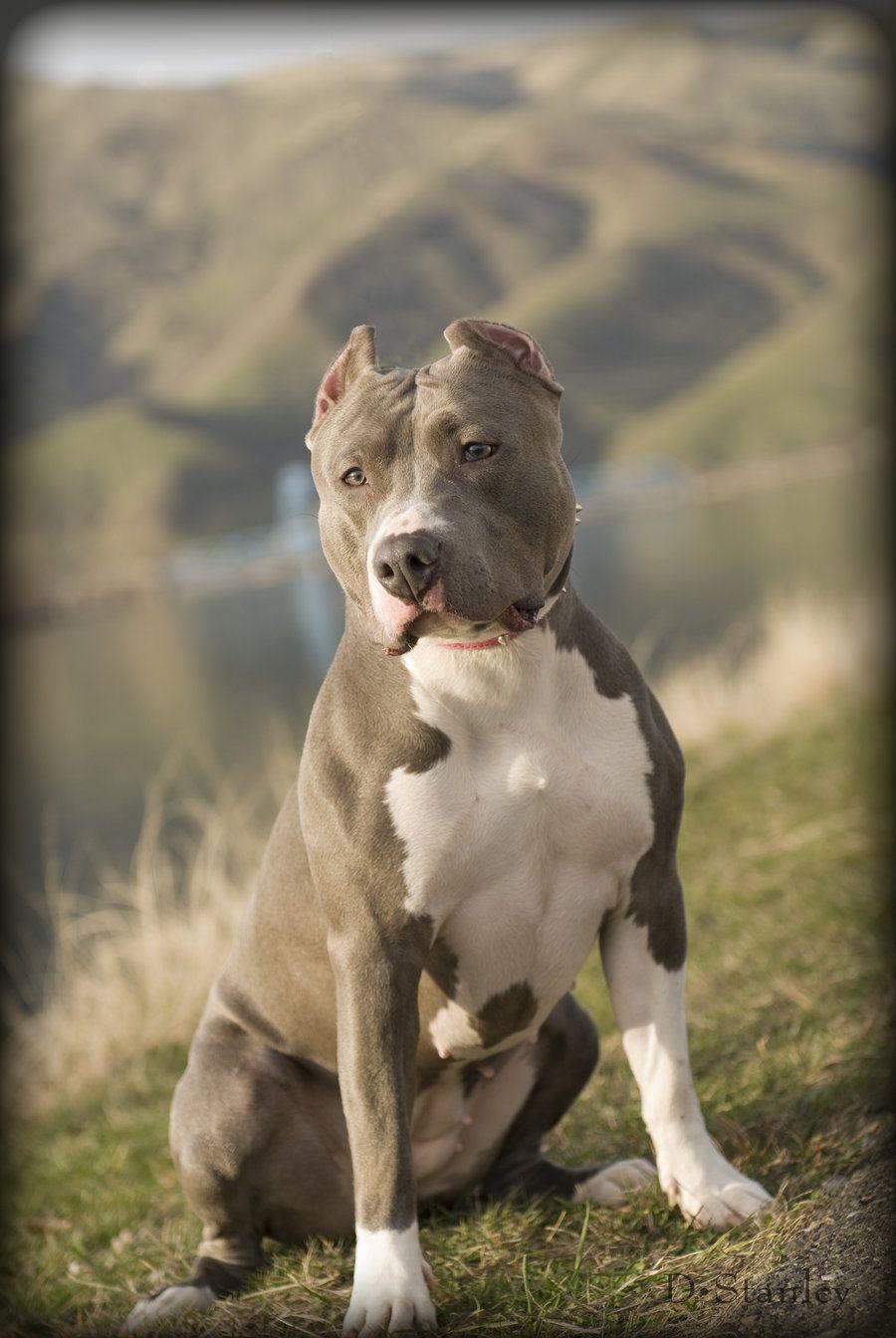 900x1344 Red Nose Pitbull Wallpaper