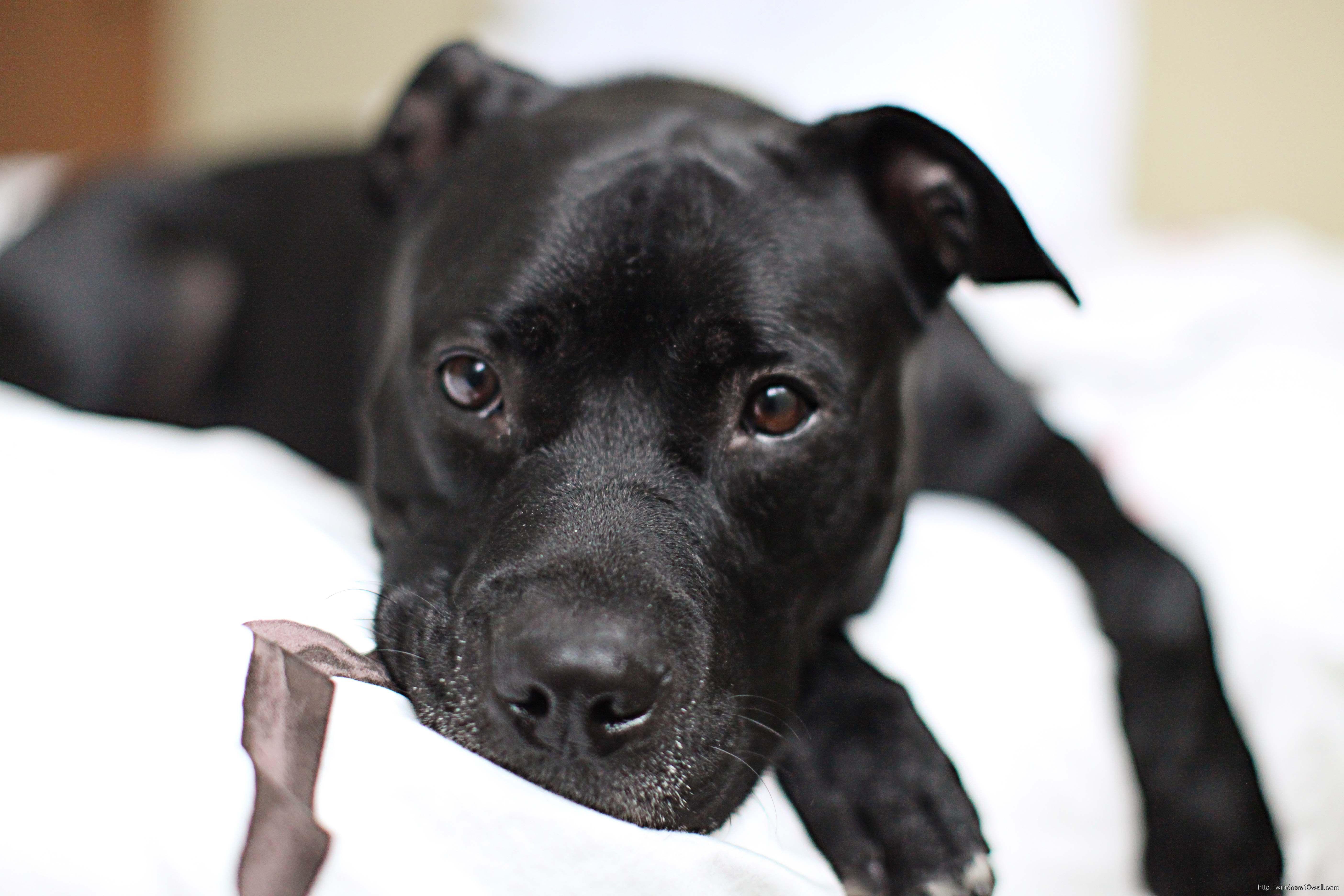 5616x3744 Pitbull Wallpaper HD