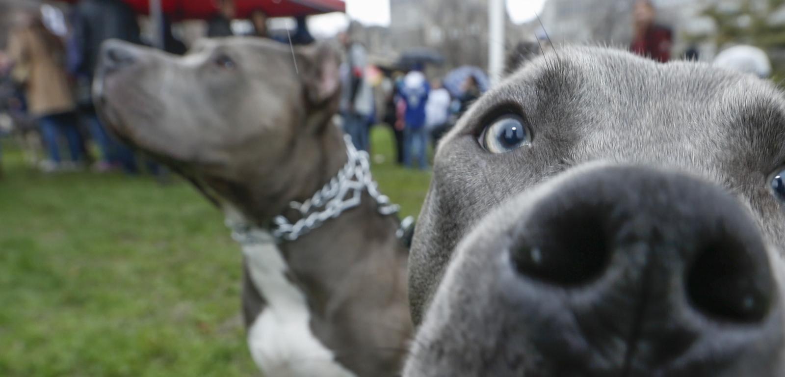 1600x768 Pit Bull wallpaper HD for desktop background