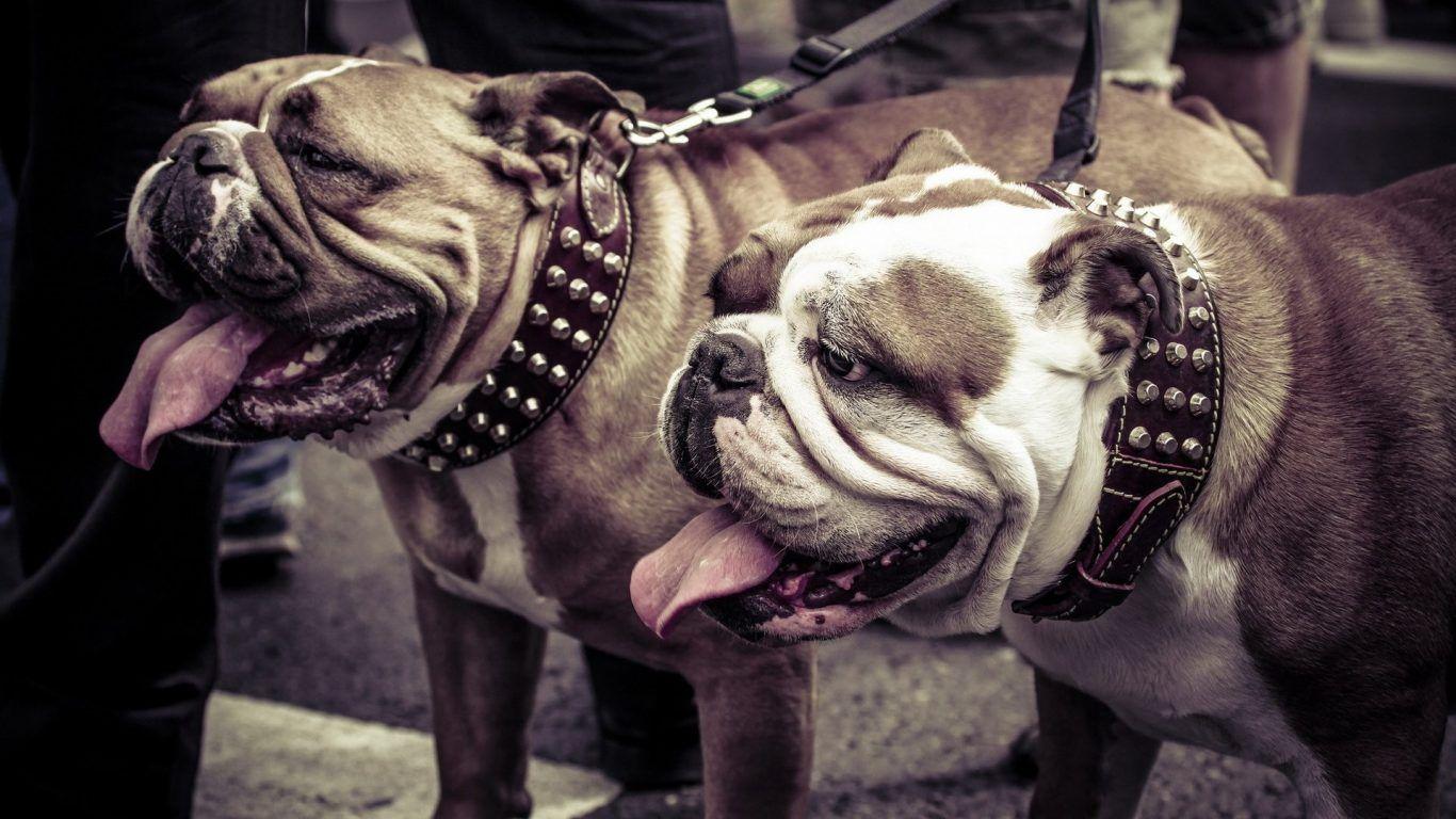 1366x768 Pitbull Dog Wallpaper