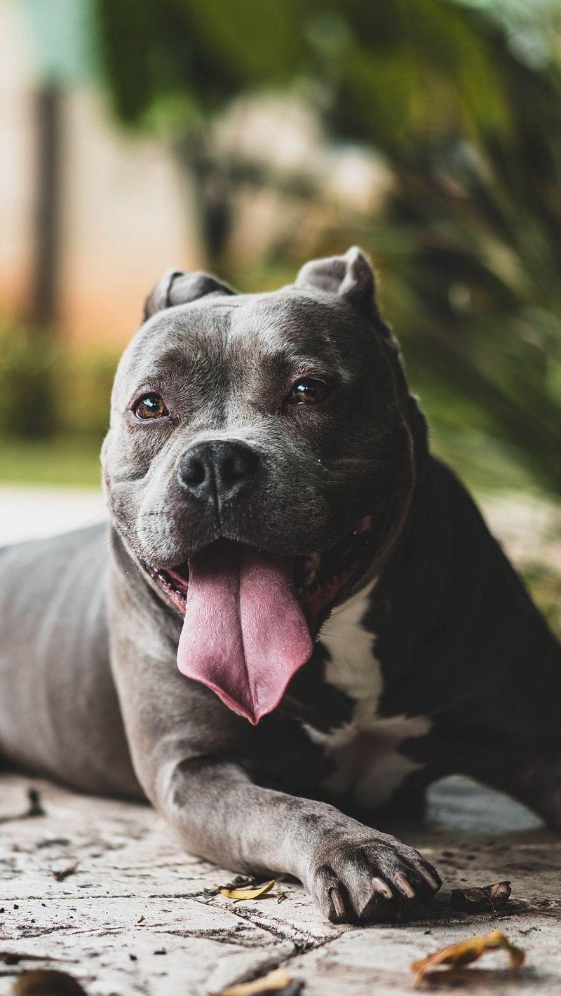 800x1420 Download wallpaper 800x1420 pit bull, dog, protruding tongue