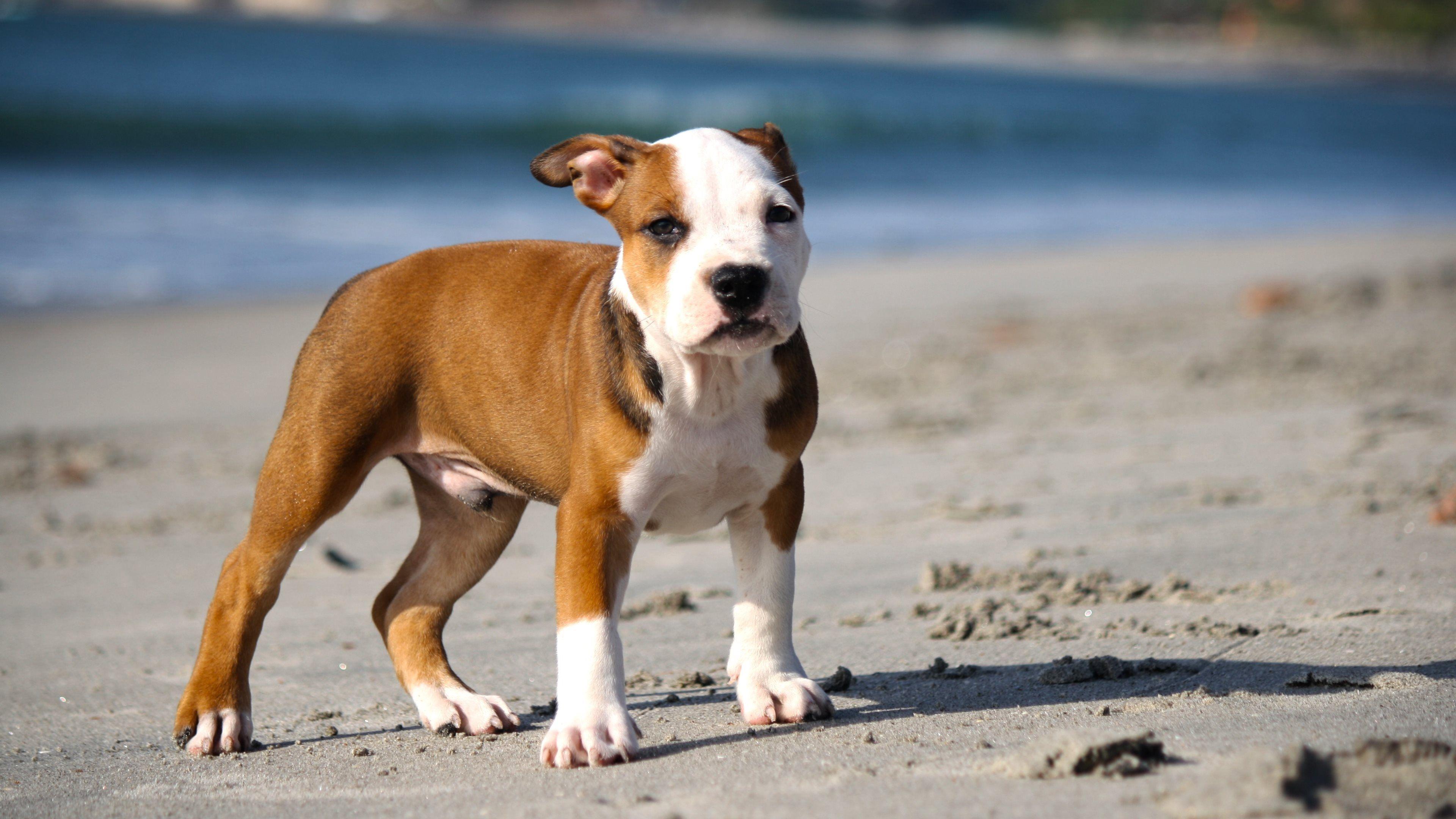 3840x2160 Pitbull Desktop Background Funny 1920x1080