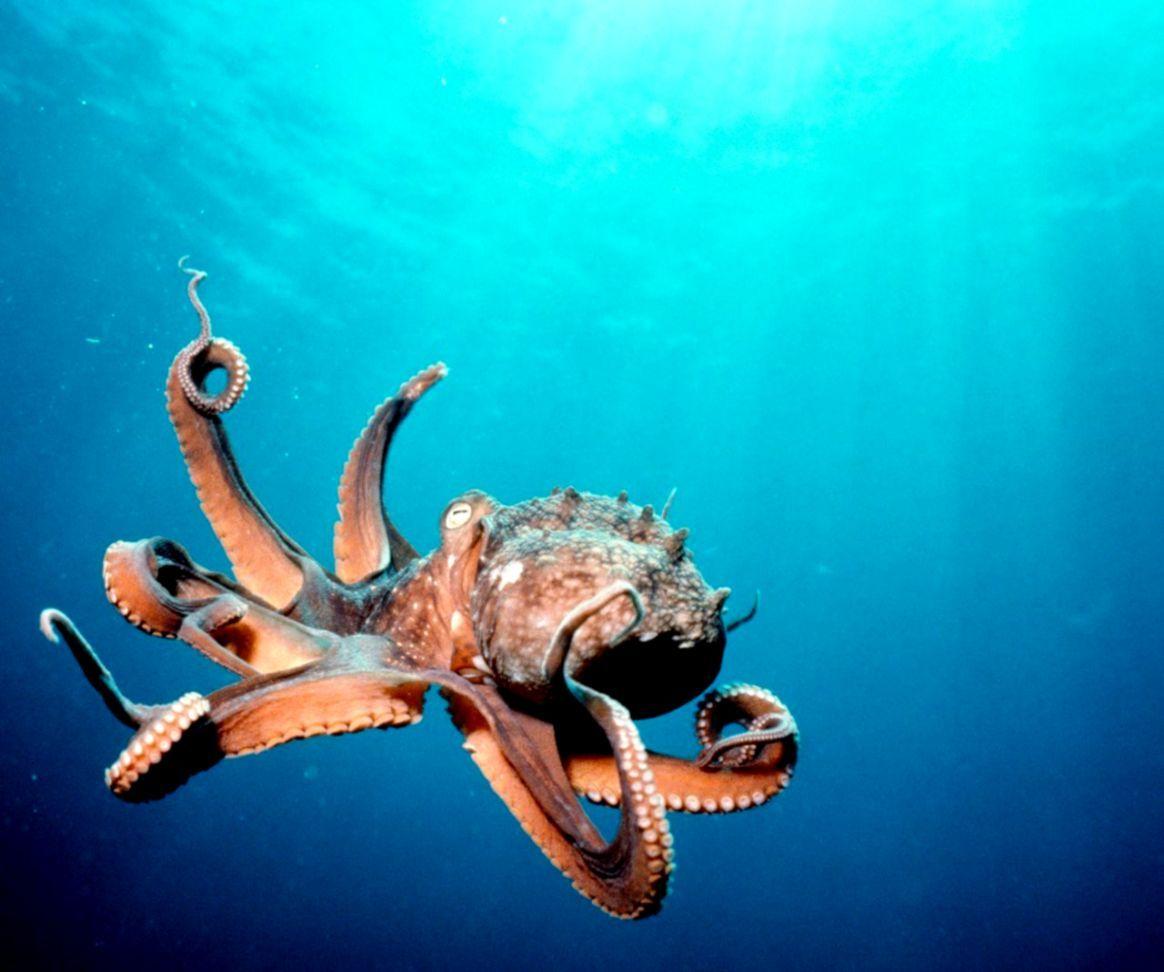 1164x972 Deep Sea Creature Wallpaper