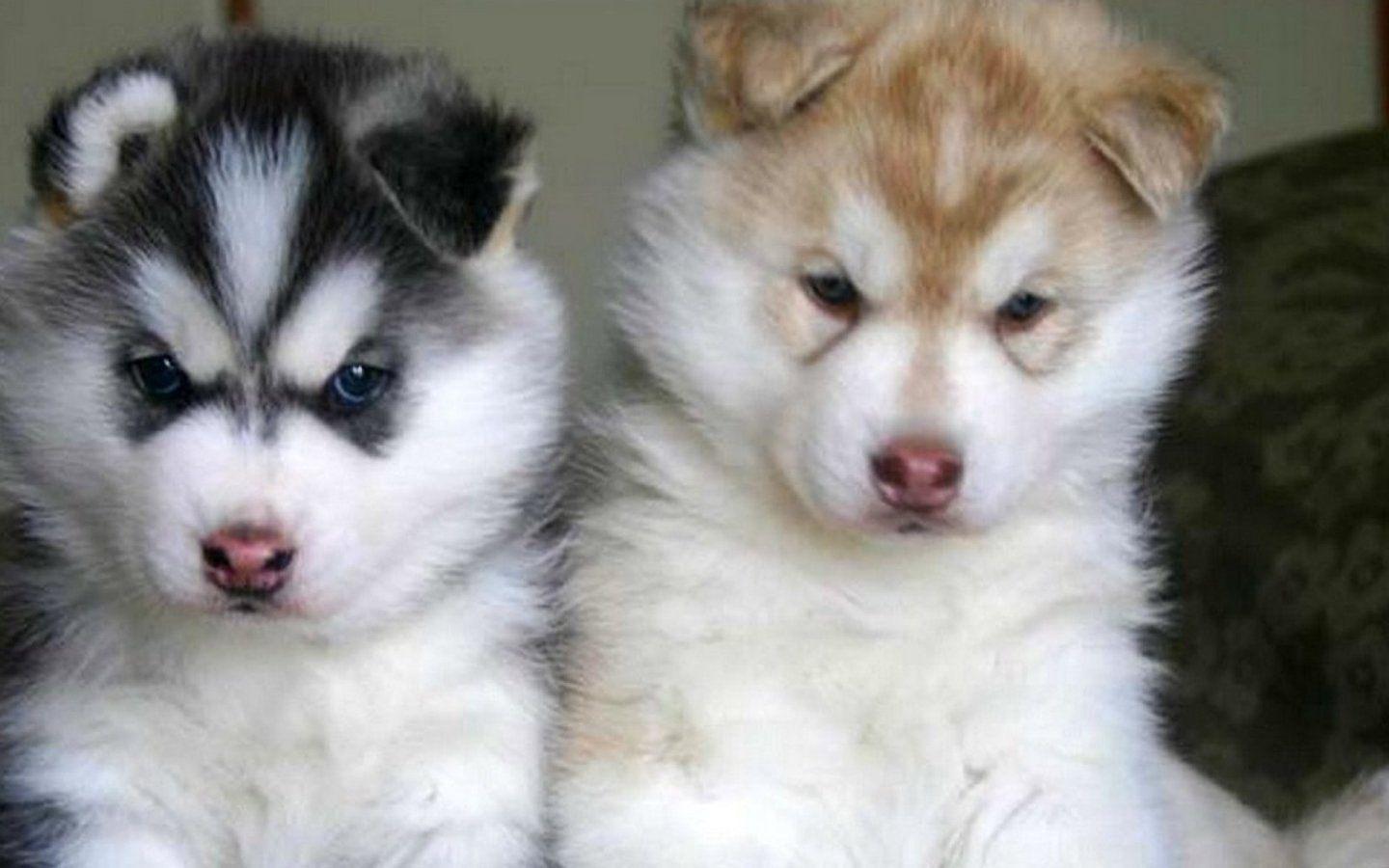 1440x900 Free download Husky Baby 1440x900 WallpaperHusky 1440x900