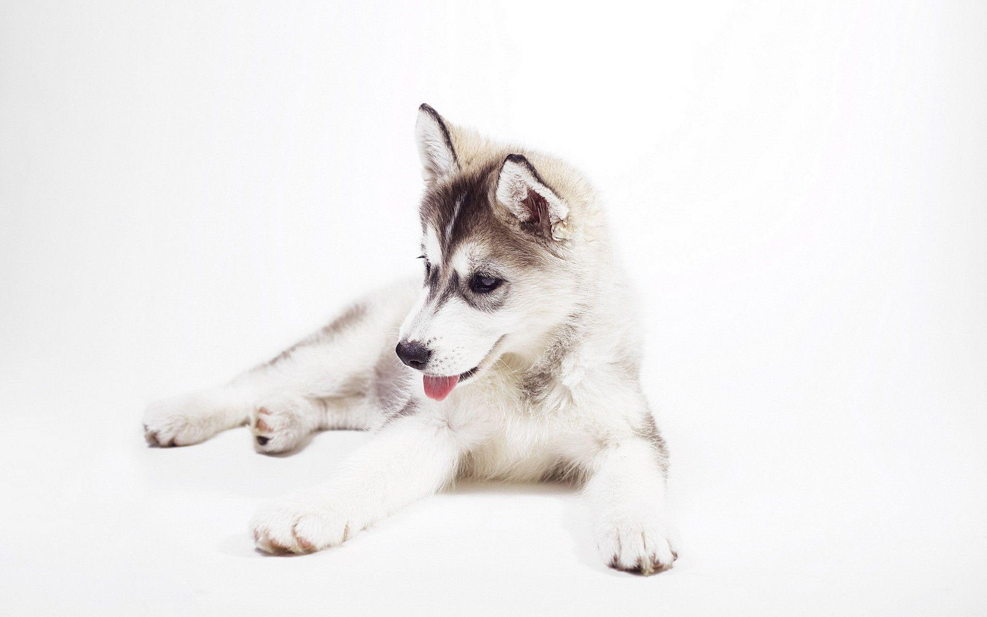 1920x1200 Baby Huskies