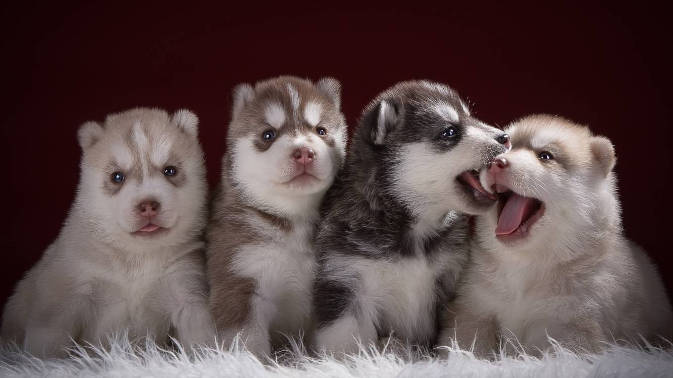 Baby Husky Wallpapers - Top Free Baby Husky Backgrounds - WallpaperAccess