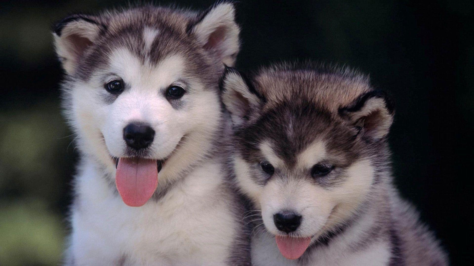1920x1080 Siberian Husky Wallpaper