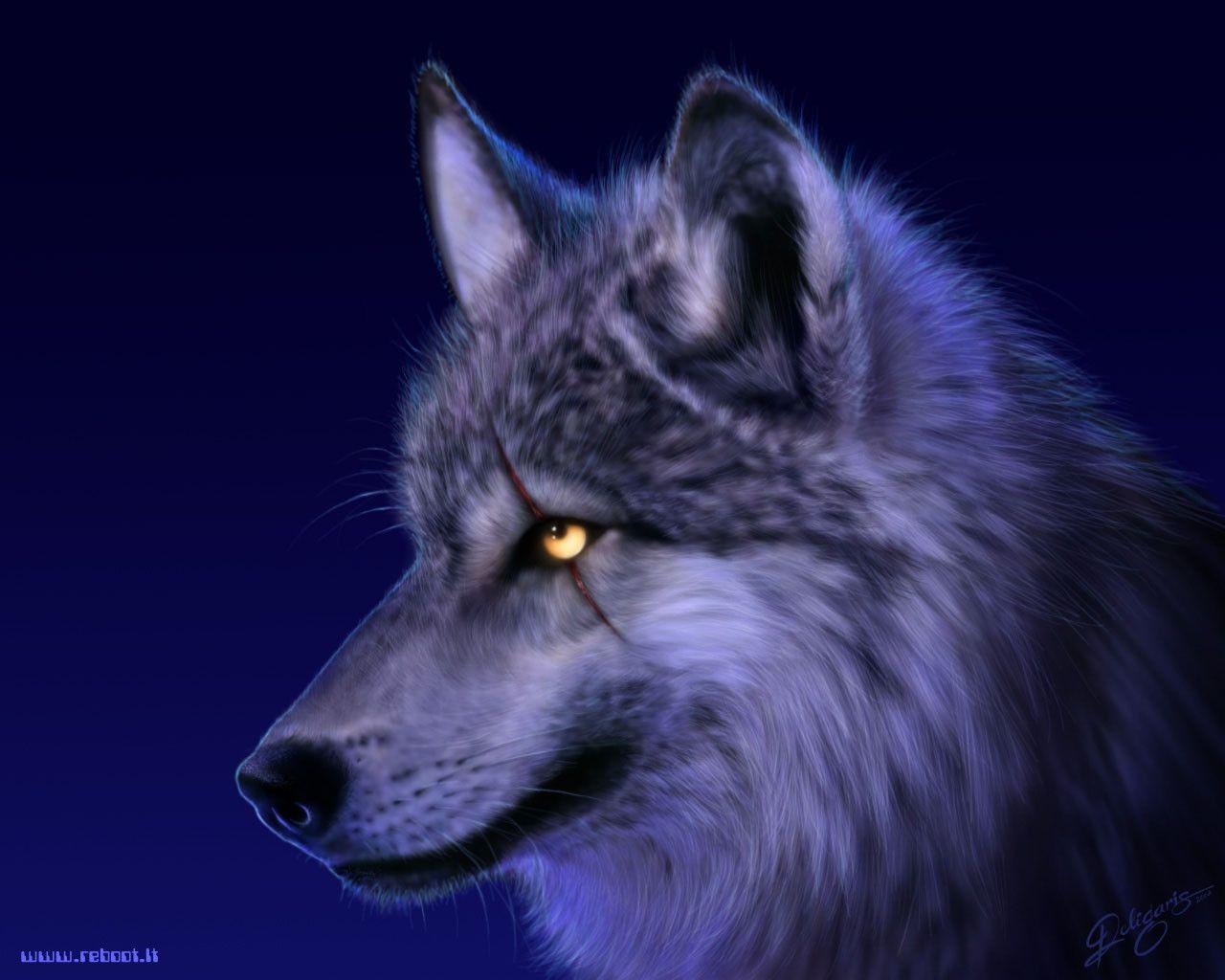 1280x1024 indian wolf facebook cover photo Image