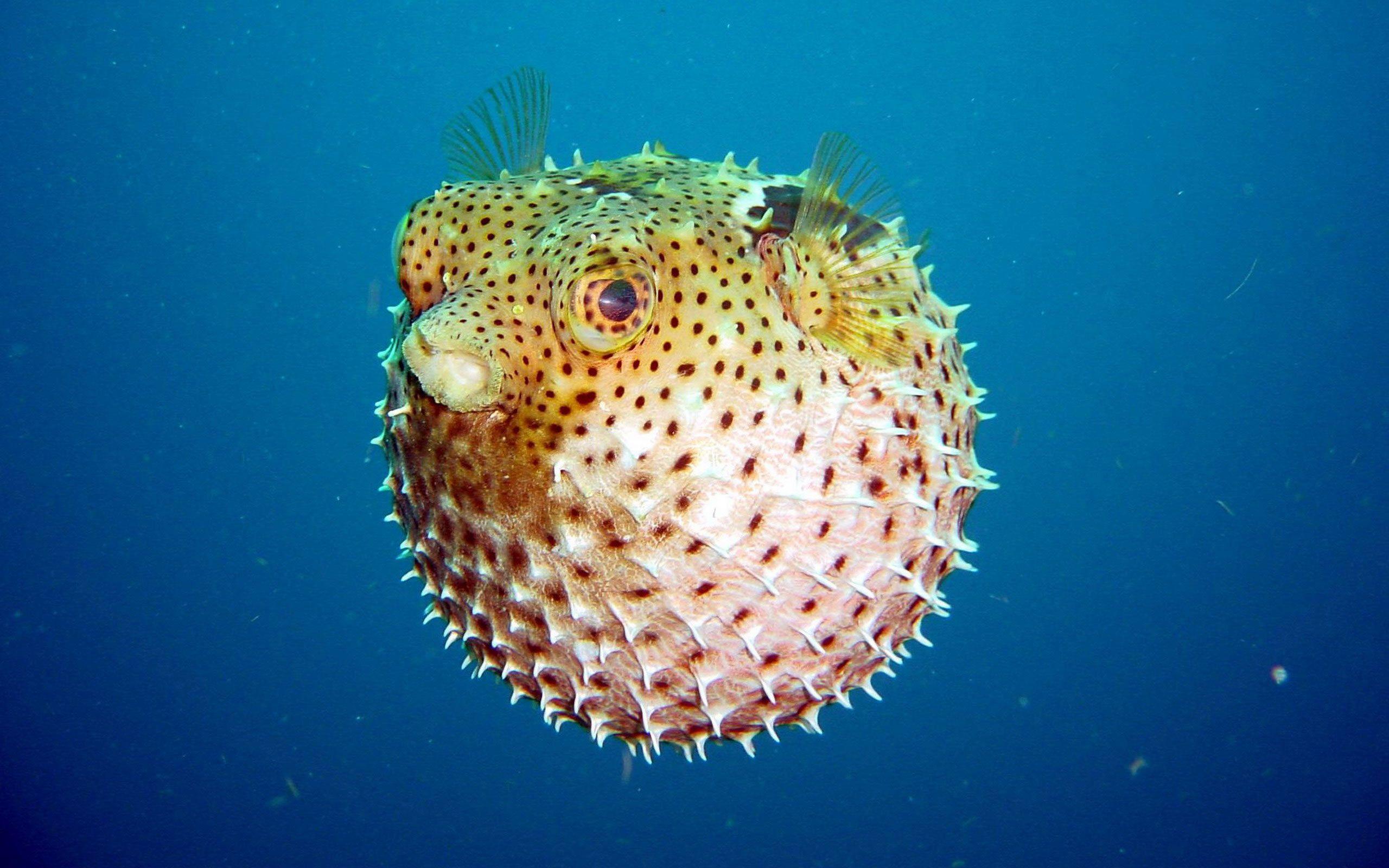 Pufferfish Wallpapers - Top Free Pufferfish Backgrounds - WallpaperAccess