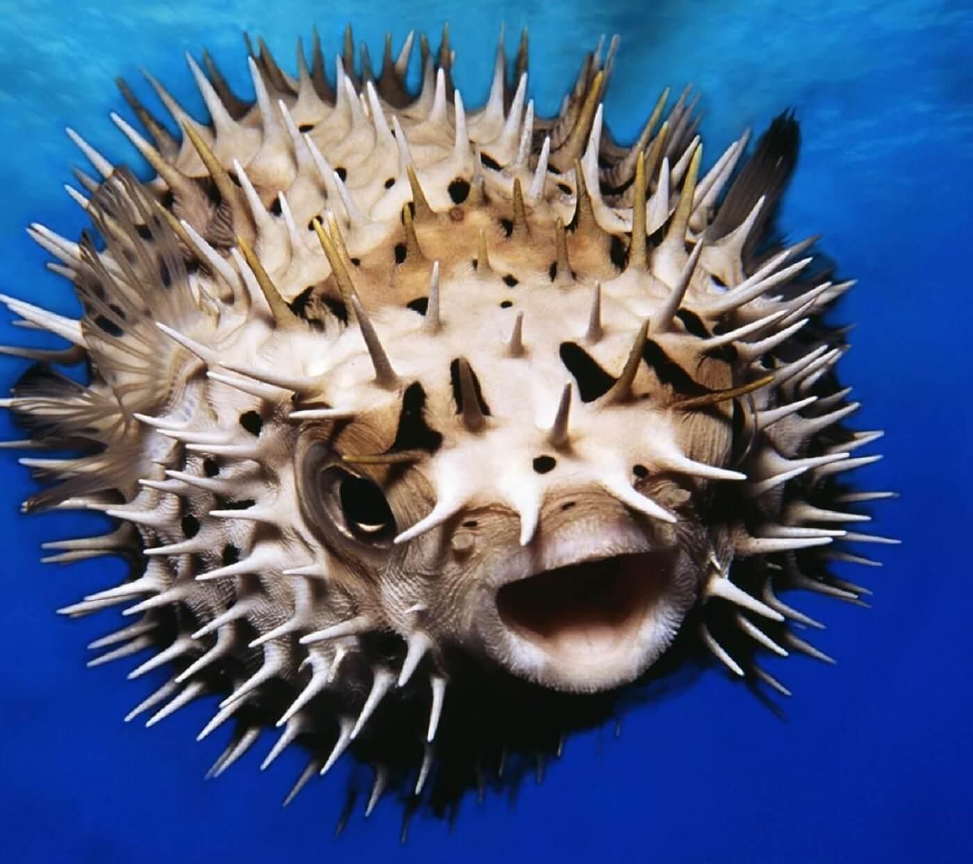 Puffer Fish Pictures  Download Free Images on Unsplash