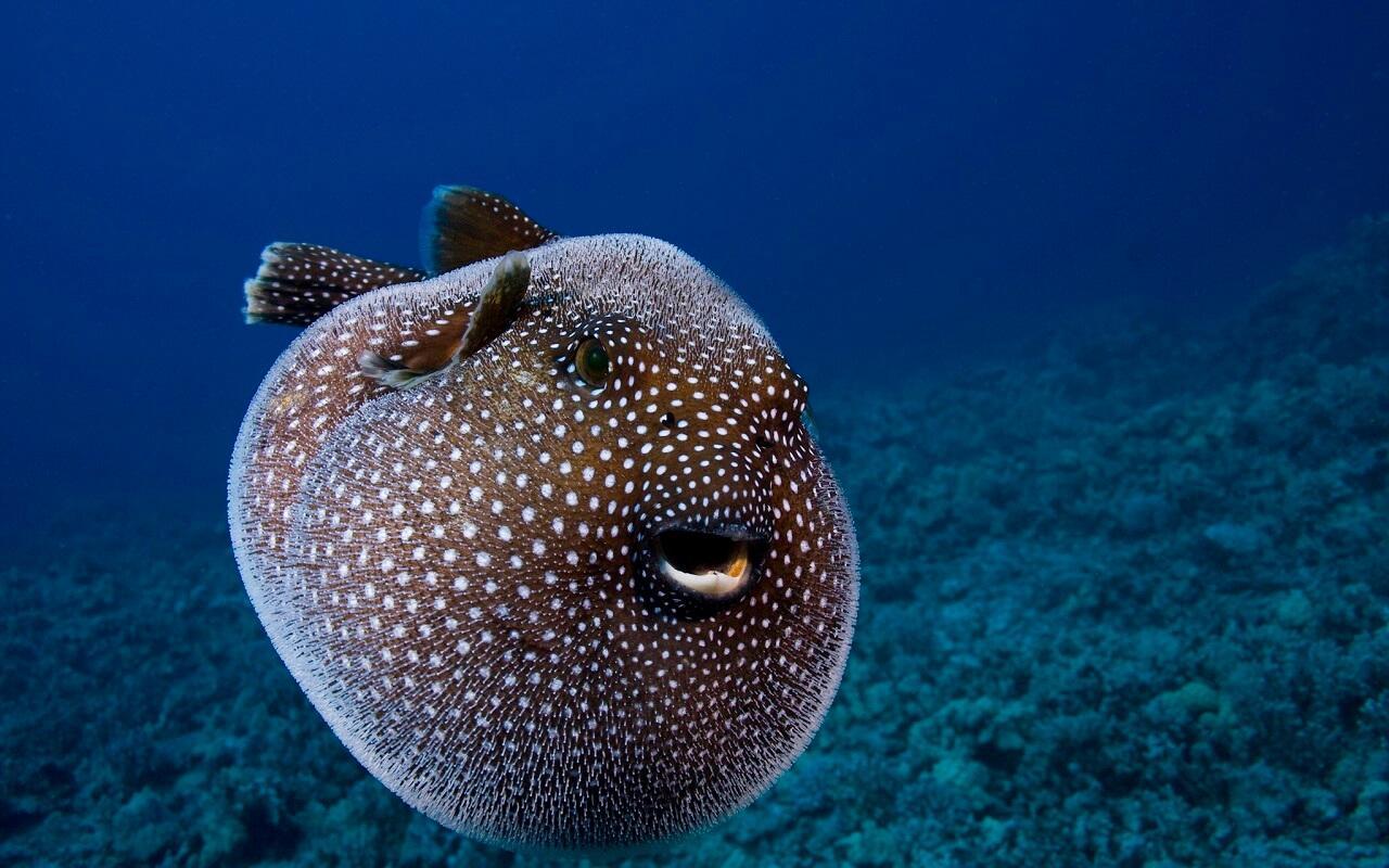 Pufferfish Wallpapers - Top Free Pufferfish Backgrounds - WallpaperAccess